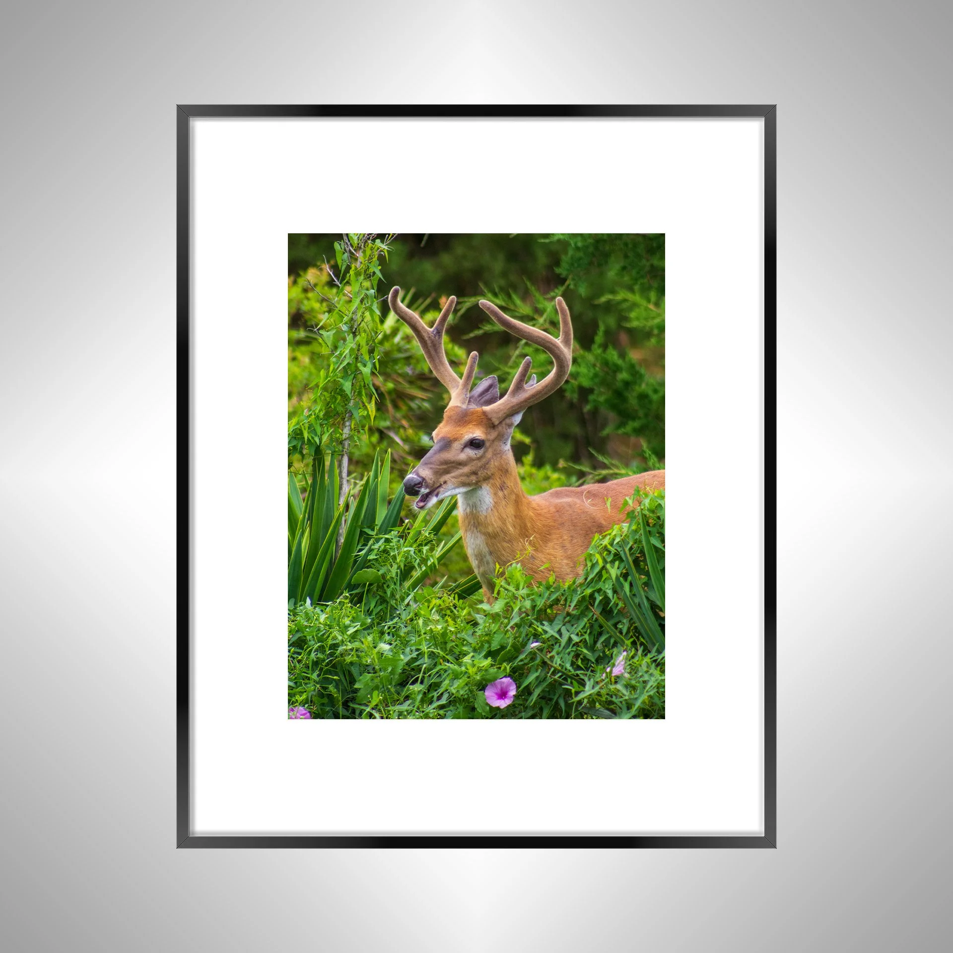 1:1 Deer Talk- Black Metal w: Border.jpg