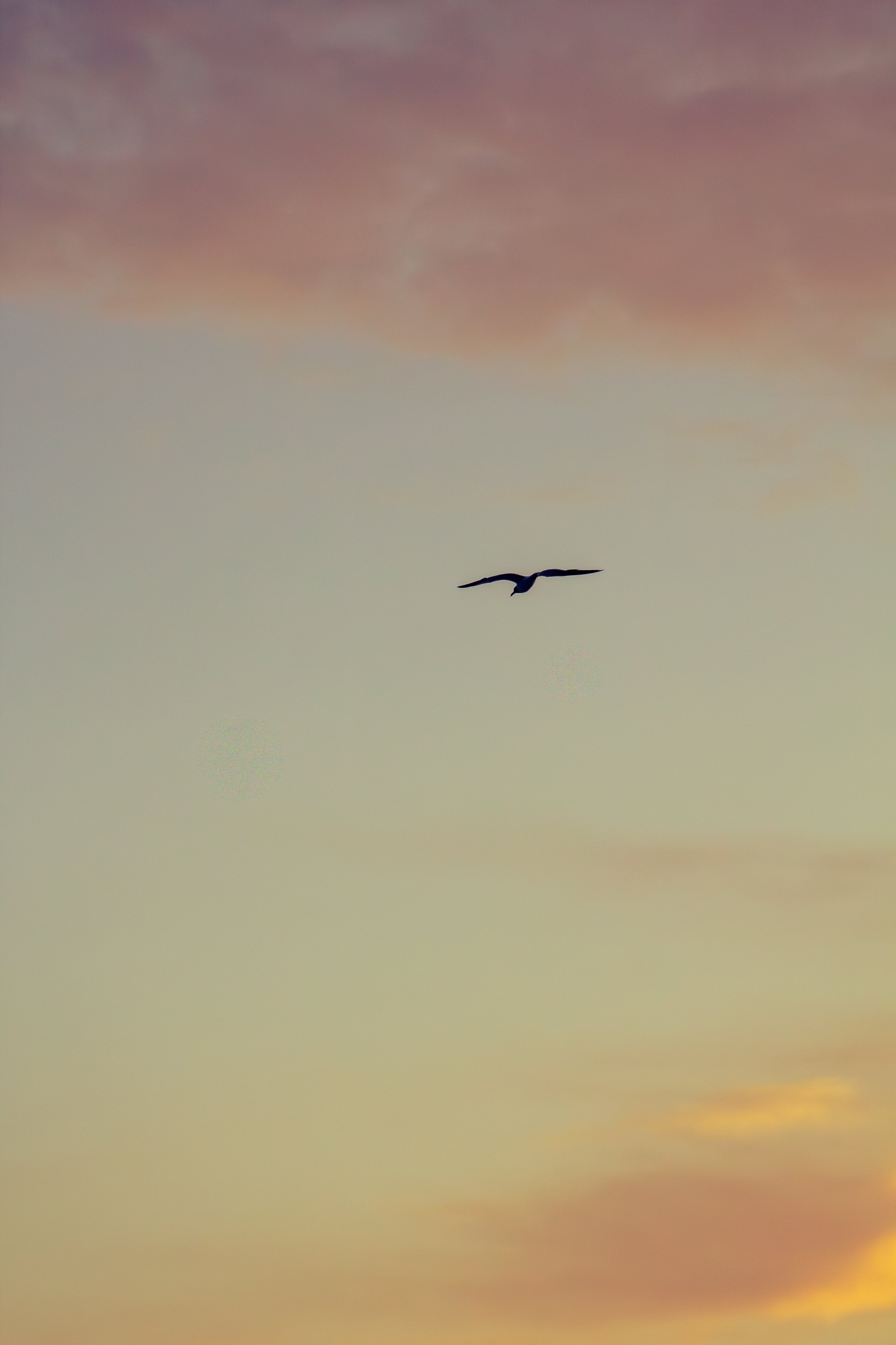 1:1 Seagull Soaring towards Pink & Orange Clouds.jpg