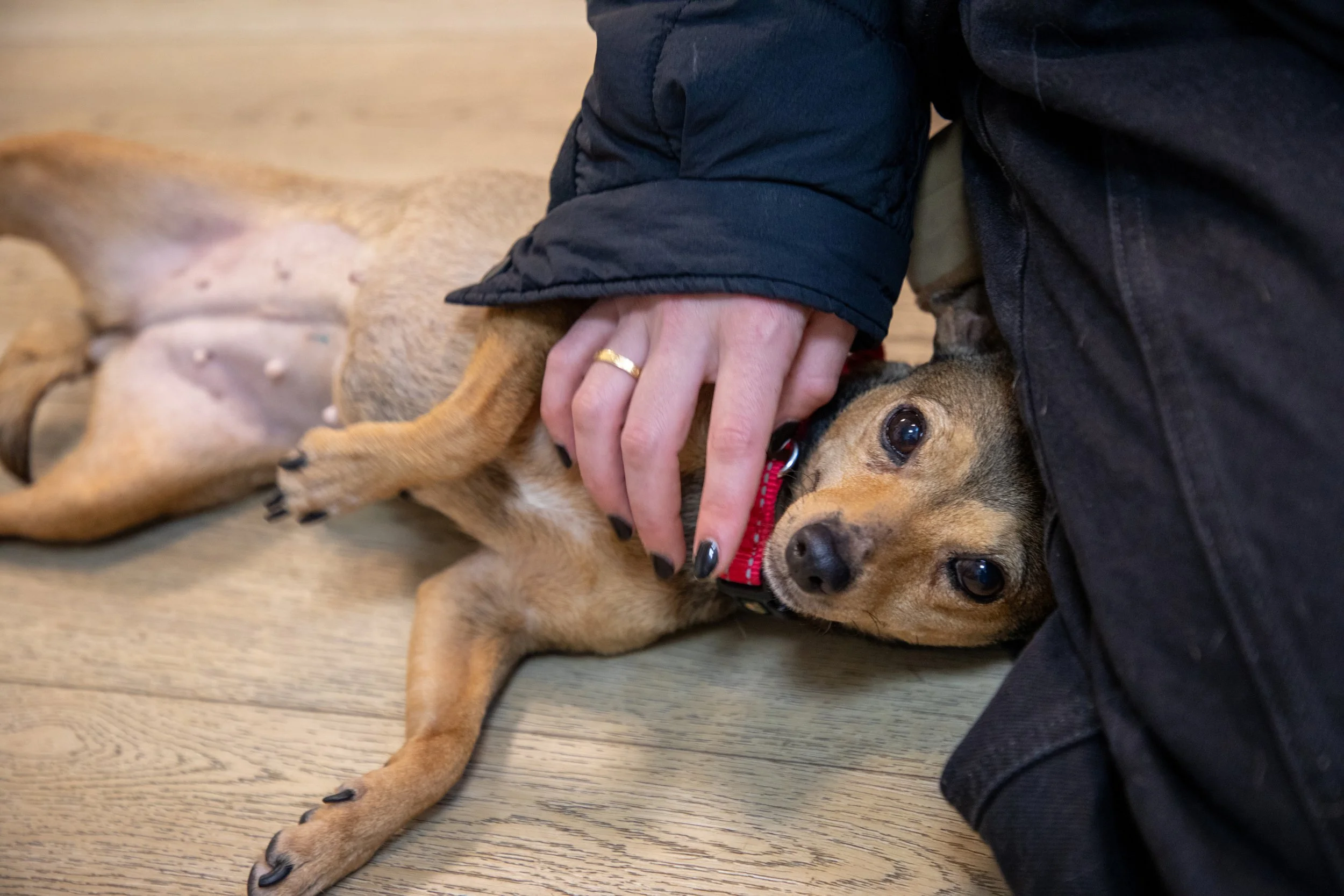 Will Locke Pet Photography- Hope For Life 12_28_2025 Chai31.jpg