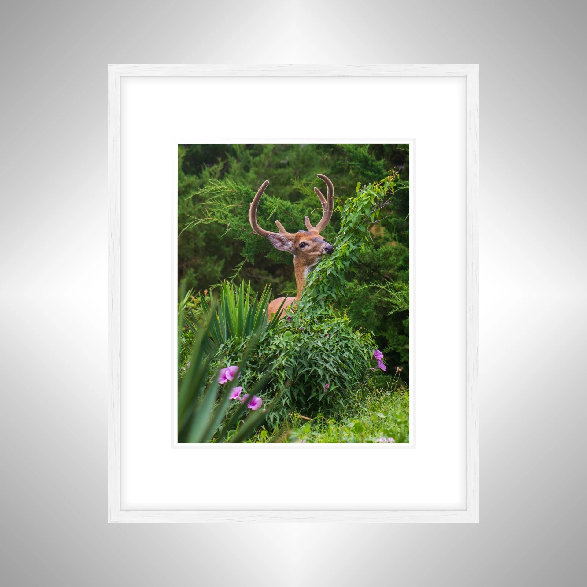 1:1 Deer Eating in Rodanthe- White Wood w: Border.jpg