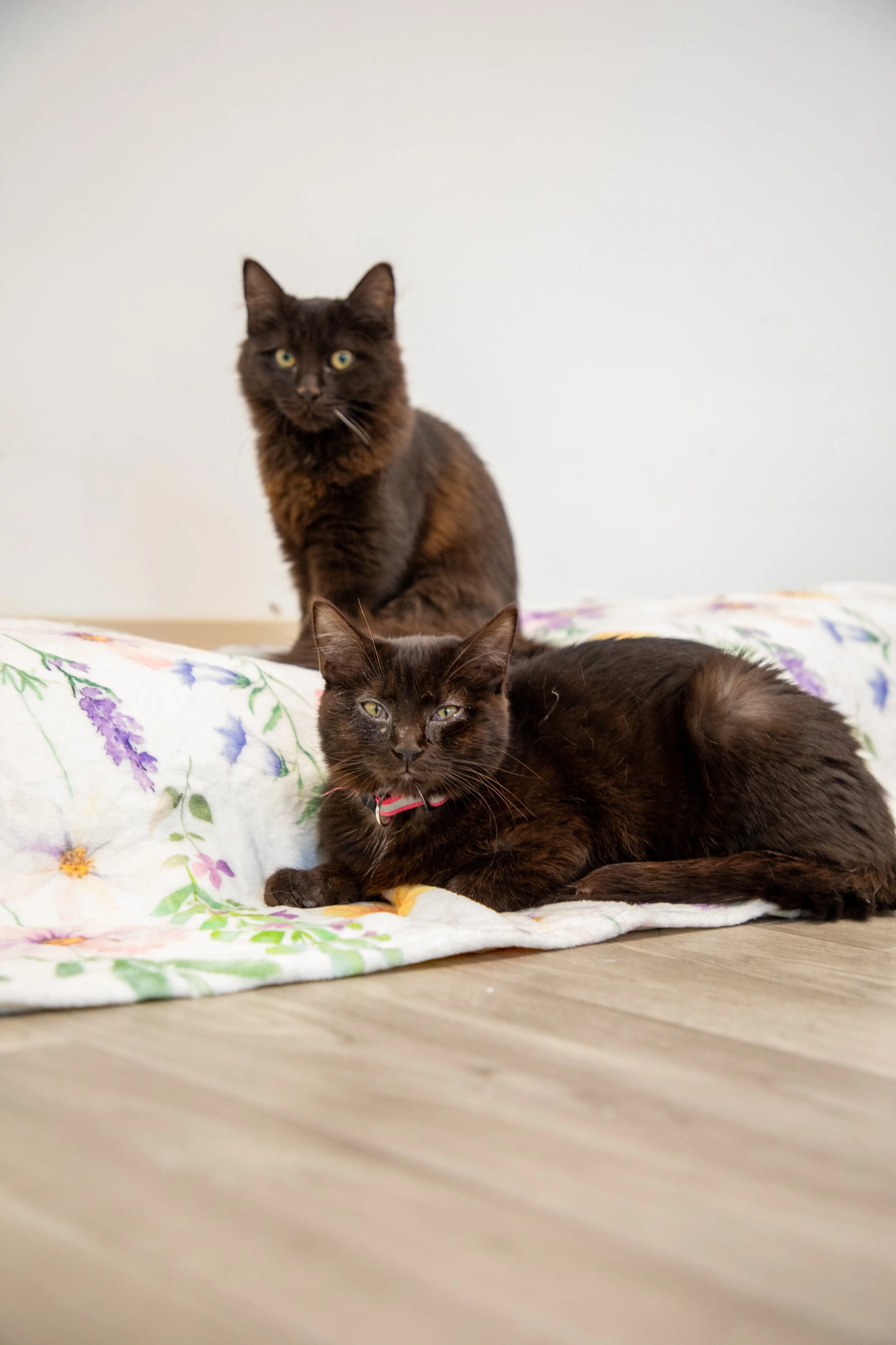 Will Locke Pet Photography- Hope For Life 12:28:2025 36.jpg