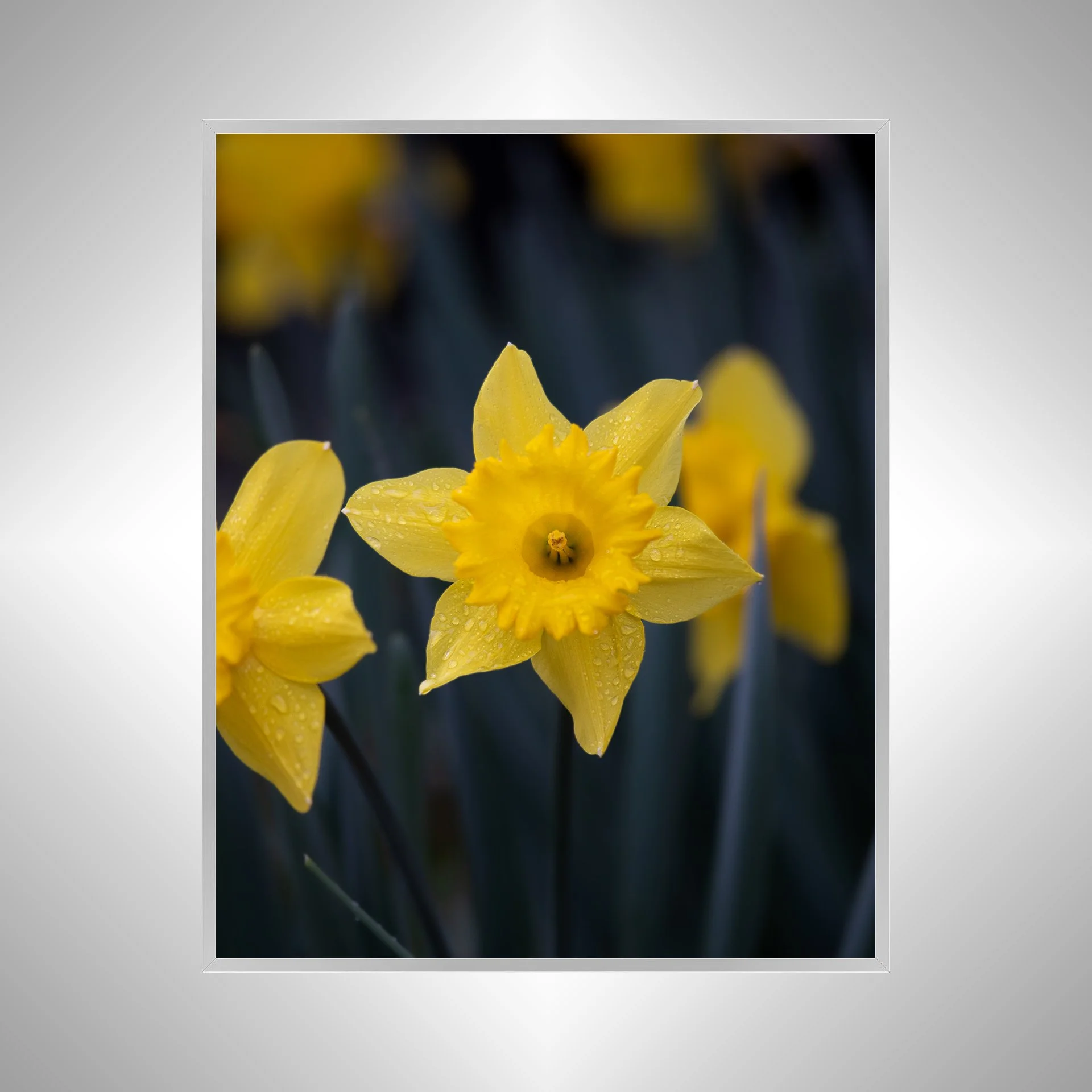1:10 Yellow King Alfred Daffodil Narcissus-s.jpg