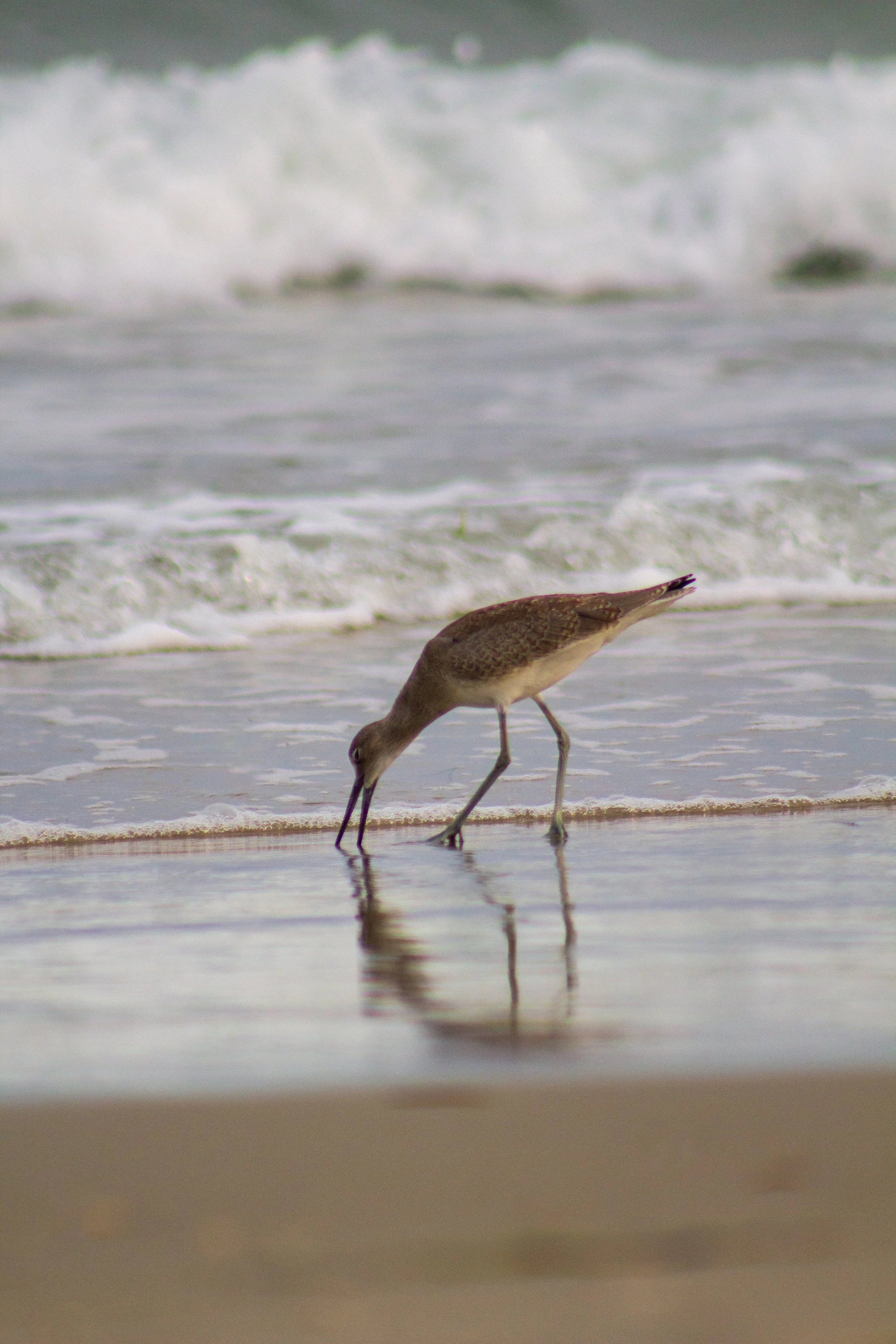 1:1 Willet Eating Reflection.jpg