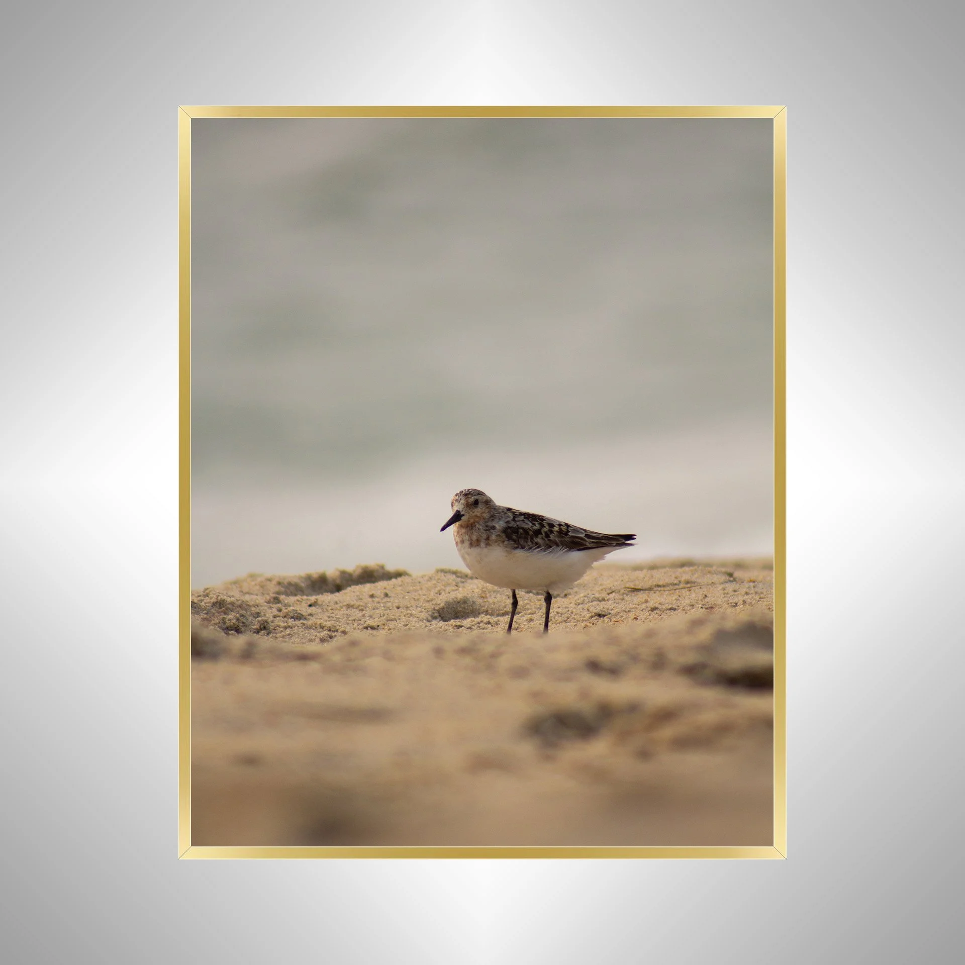 1:10 Sanderling Photoshoot in Rodanthe- Gold.jpg