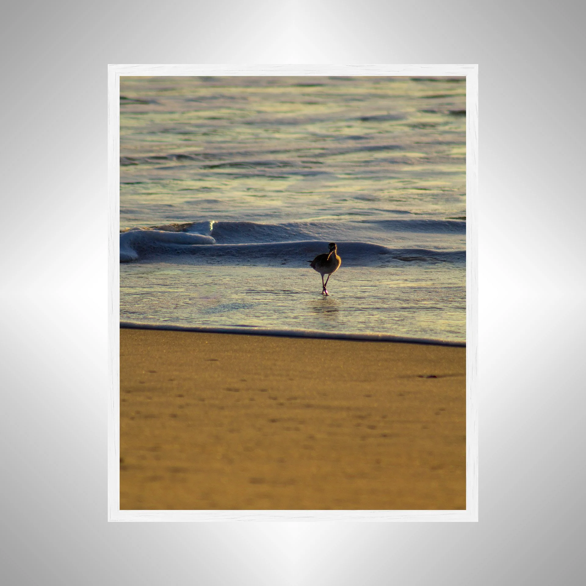 1:1 Willet at Sunrise- White.jpg