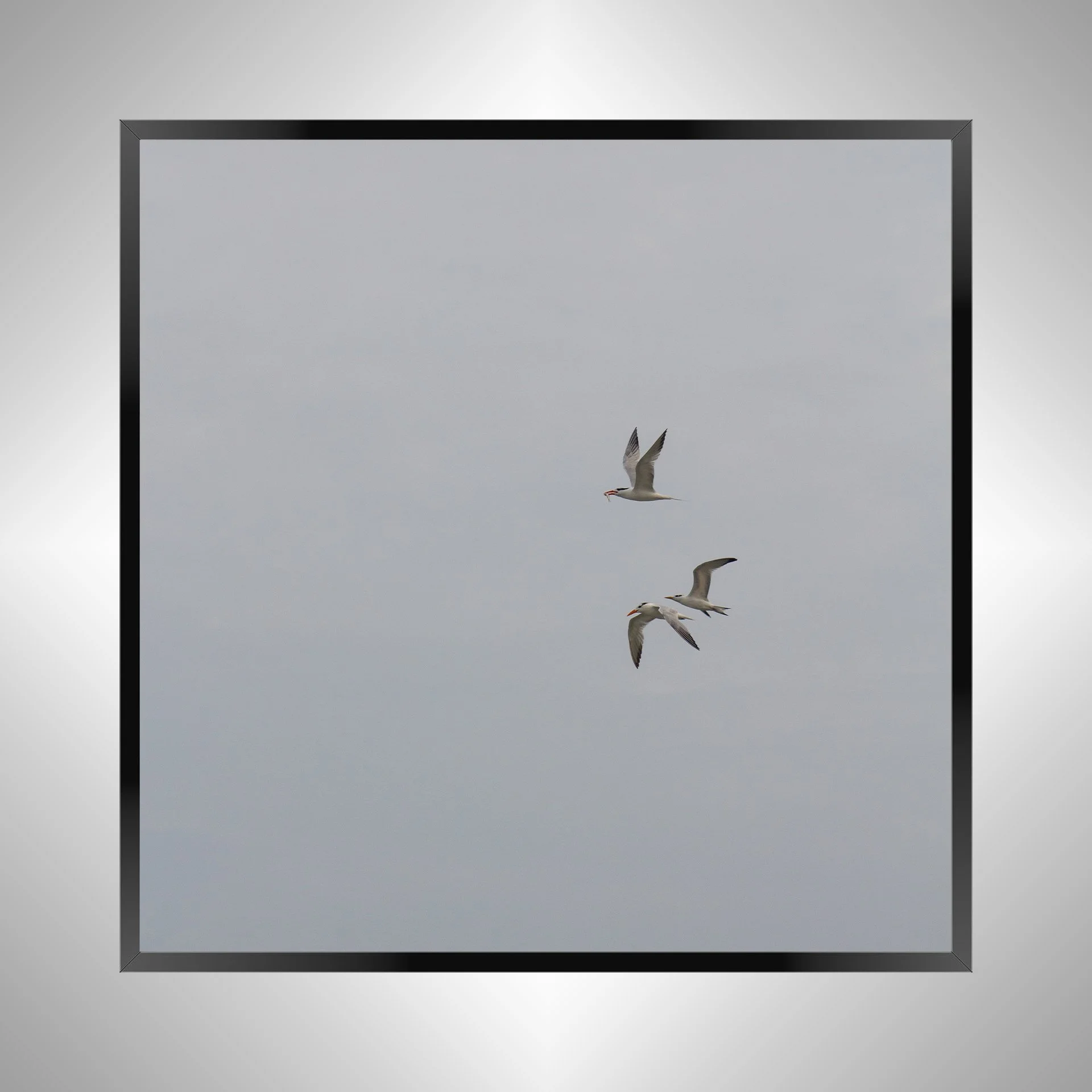 1/1 Common Tern Family Breakfast (Square)