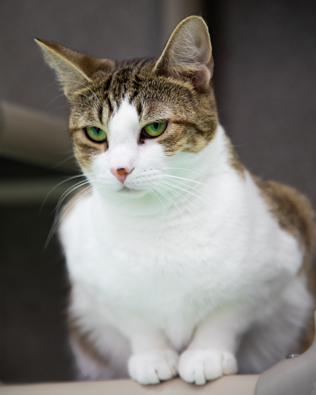 -Final- Paradis-.png