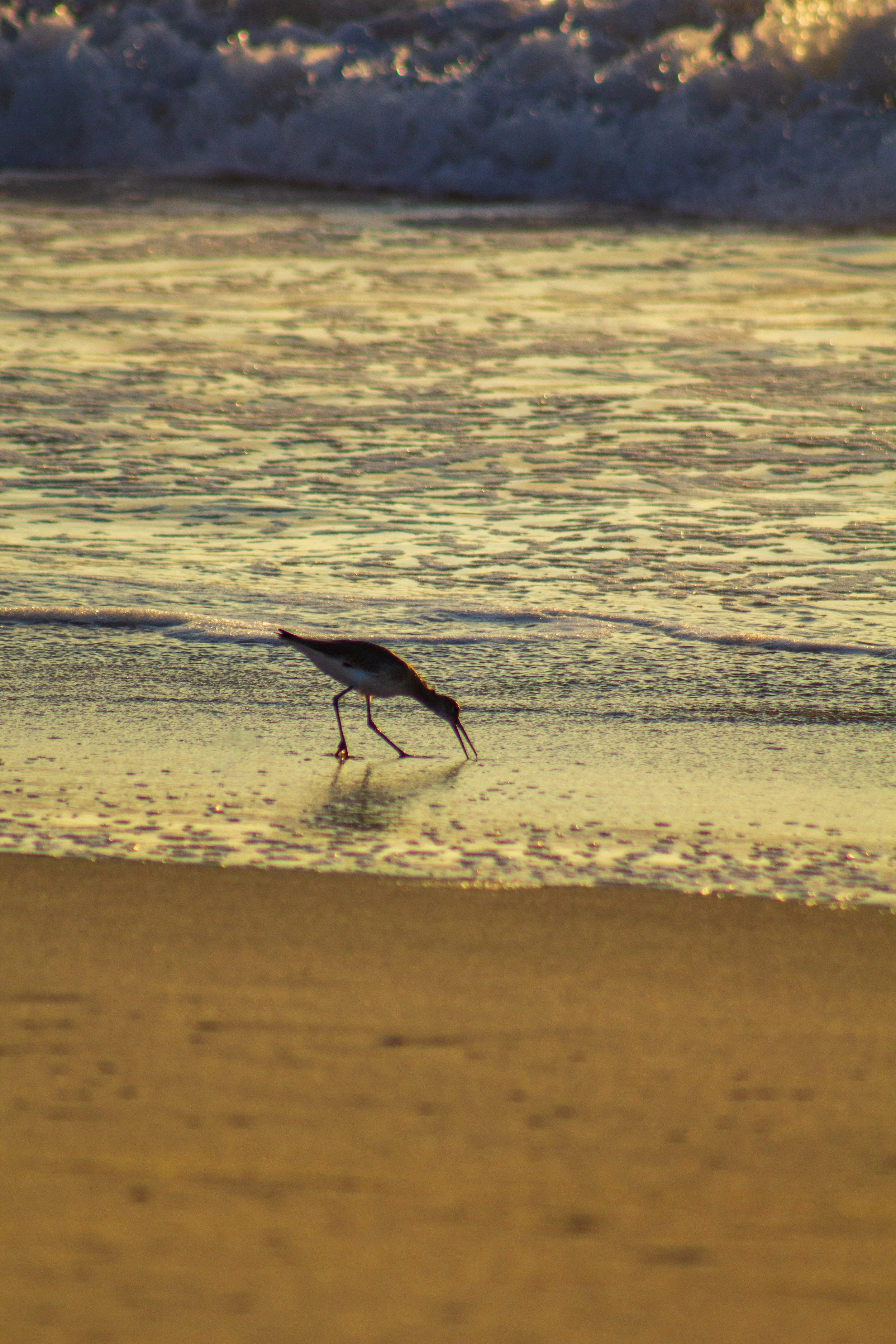 1:1 Willet Eating at Sunrise.jpg