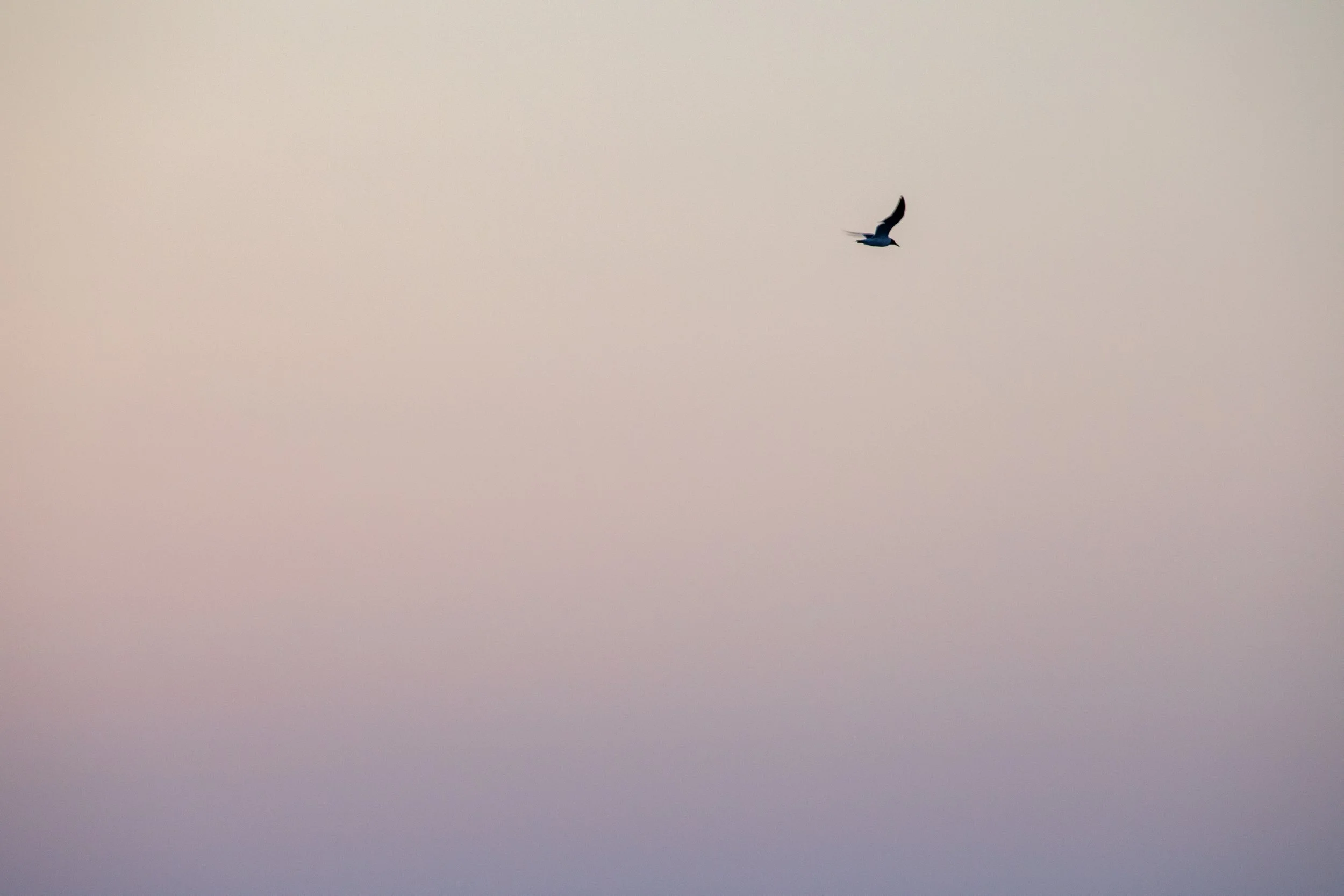 1:1 Seagull Flying on Pink Gradient.jpg