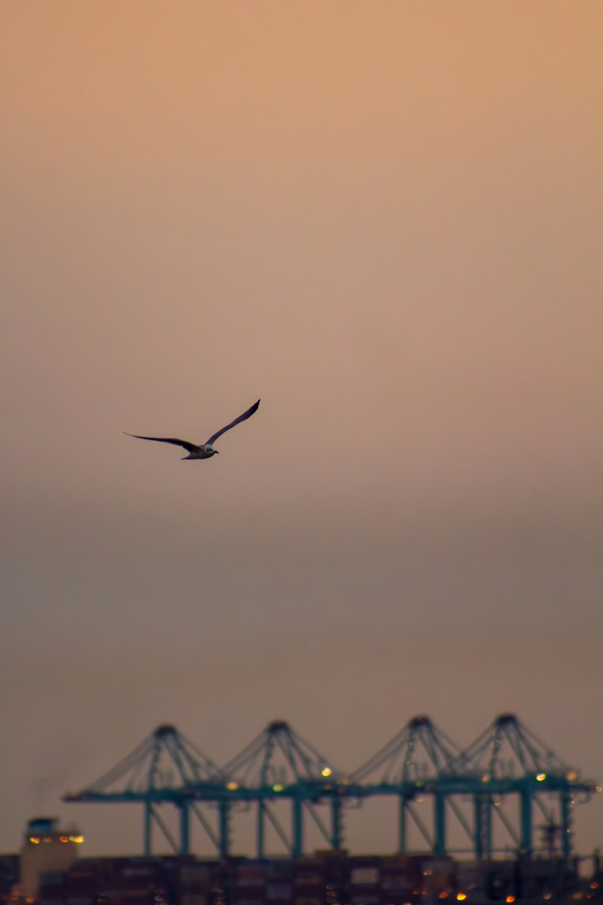 1:1 Seagull with Terminal Cranes.jpg