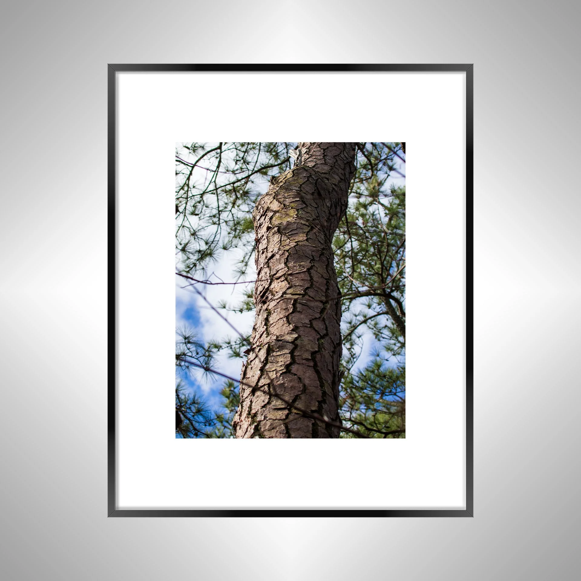 1:1 Seashore State Park Pine Tree Bark- lack1:1 Seashore State Park Pine Tree Bark.jpg
