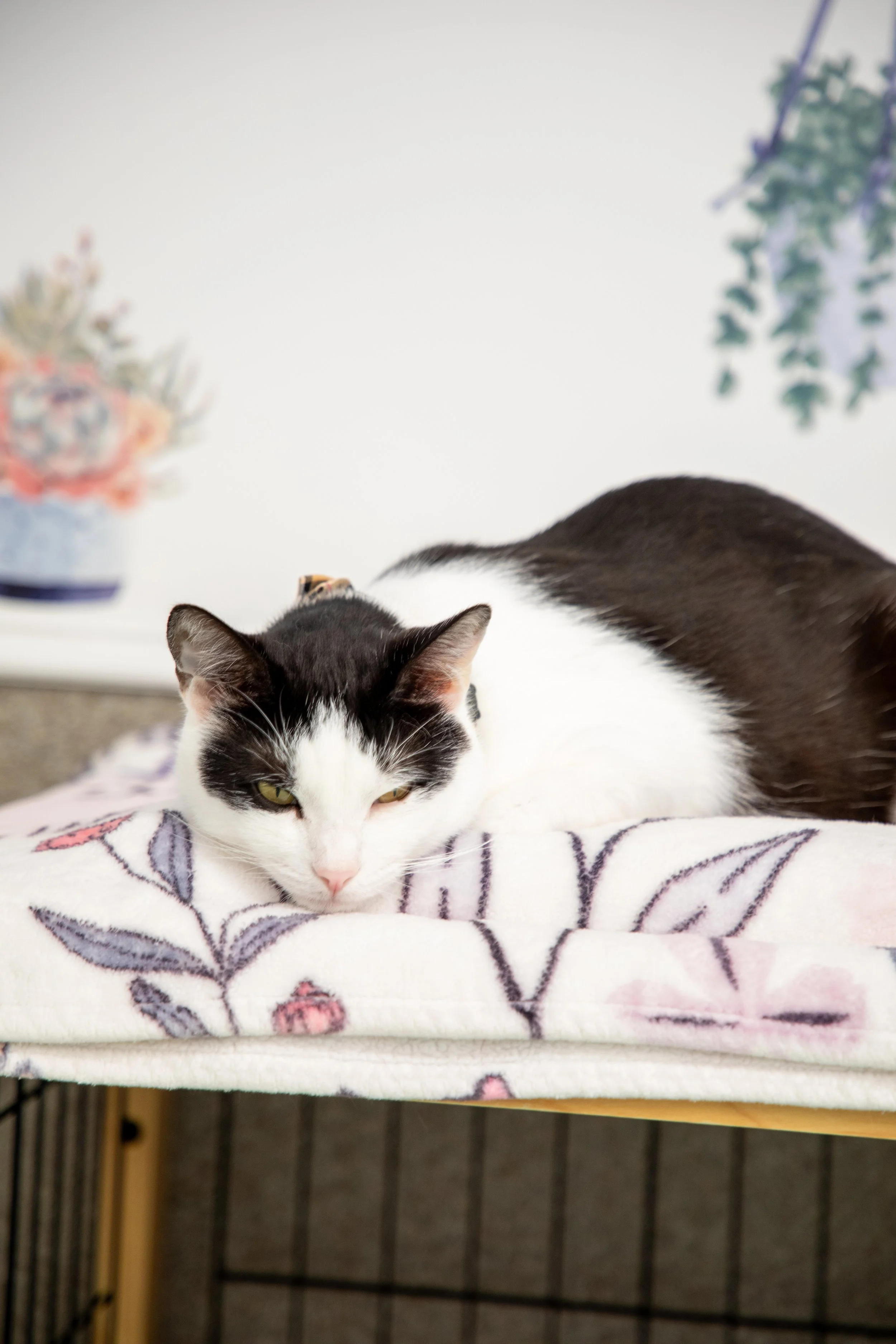 Will Locke Pet Photography- HopeForLife Unwatermarked.jpg