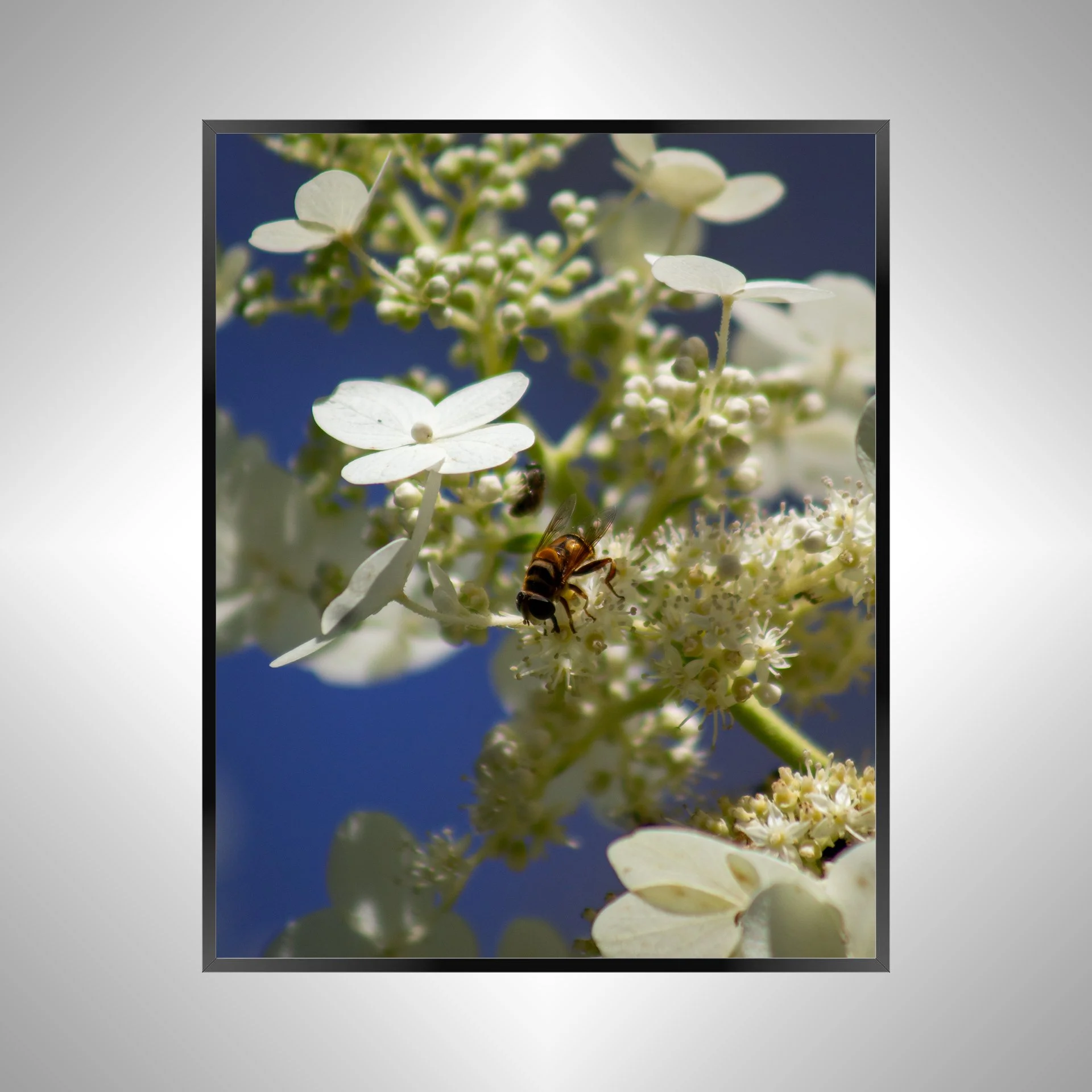 1/1 Pollinator in Norfolk