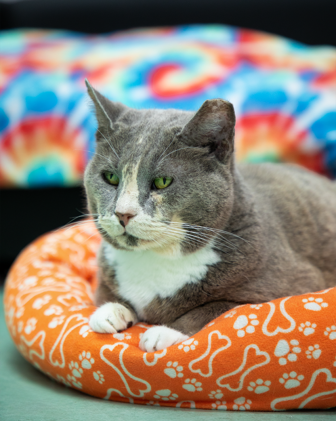 -Final- Toilet Tissue-.png