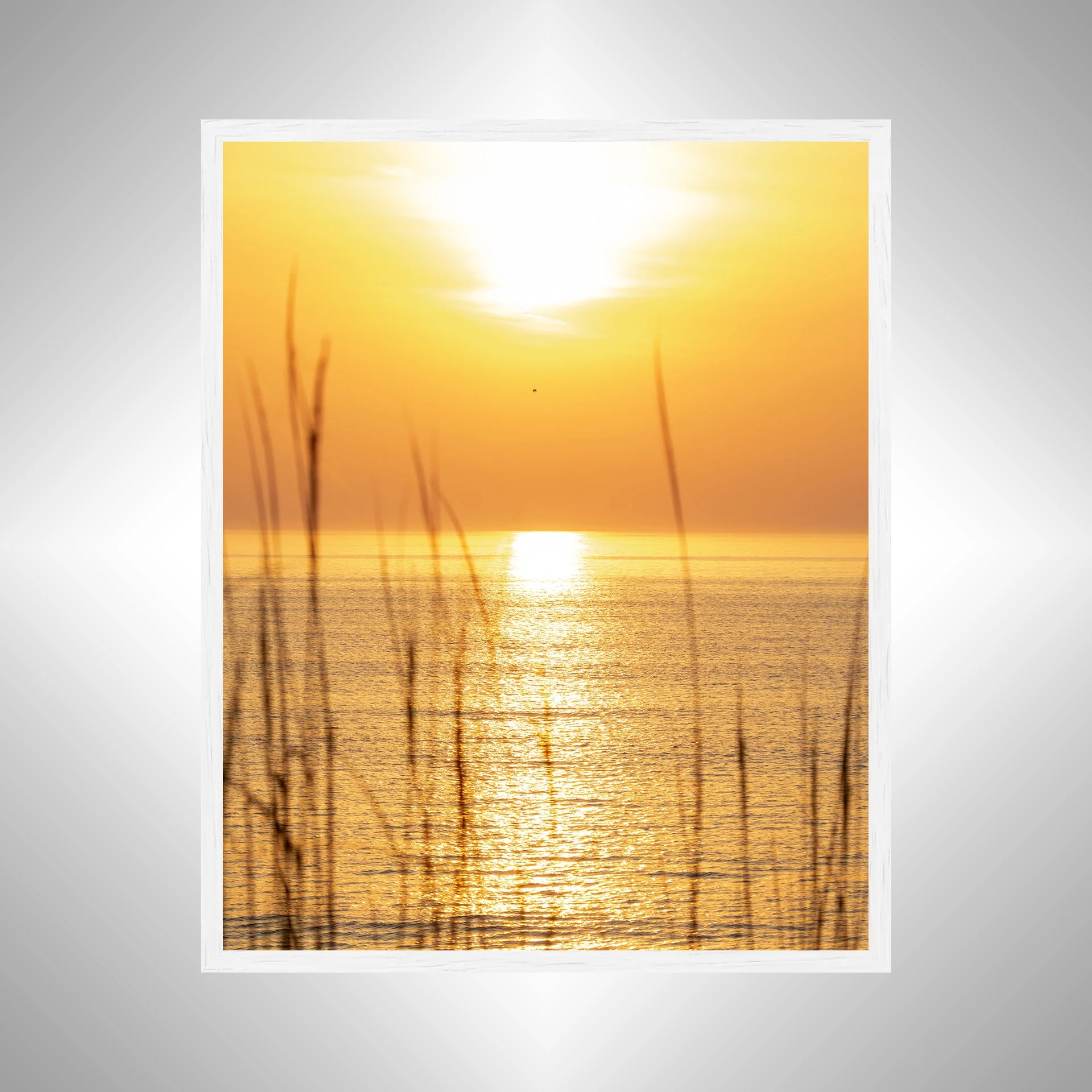 1:1 Sunrise thru Dunegrass with Seagull Flying By- White.jpg