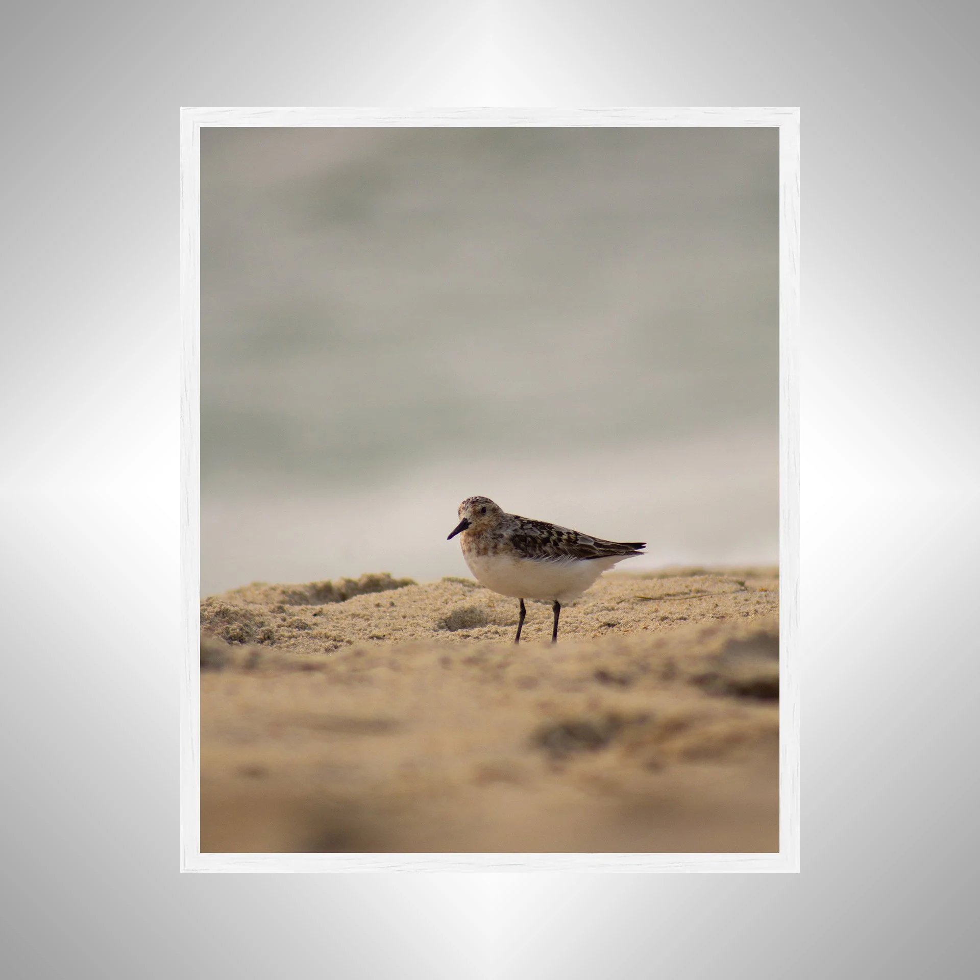 1:10 Sanderling Photoshoot in Rodanthe- White.jpg