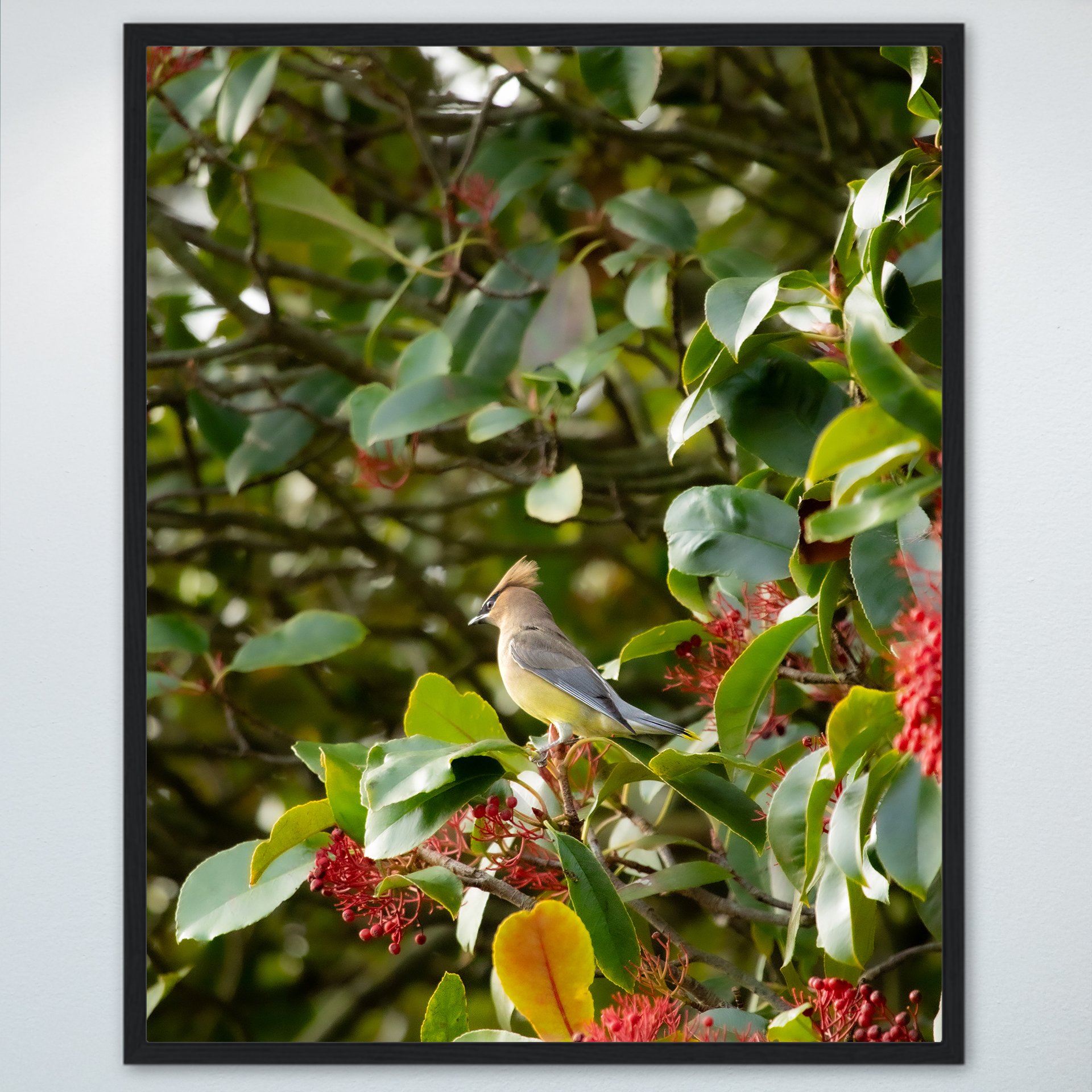 1:10 Cedar Waxwing Perched- Wood.jpg