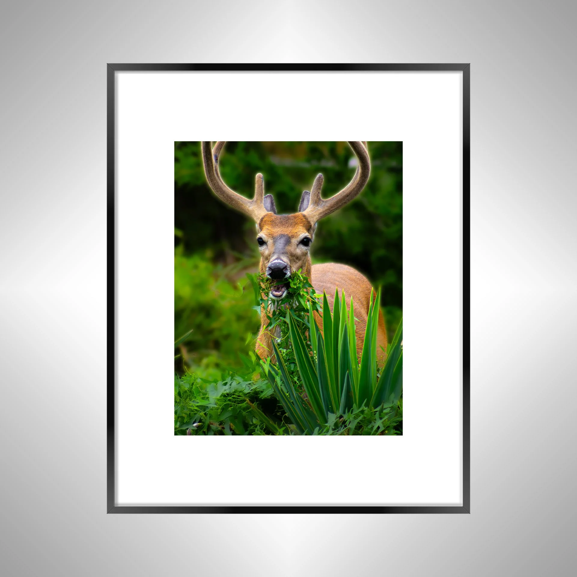 1:1 Deer Dinner in Hatteras- Black Metal w: Border.jpg