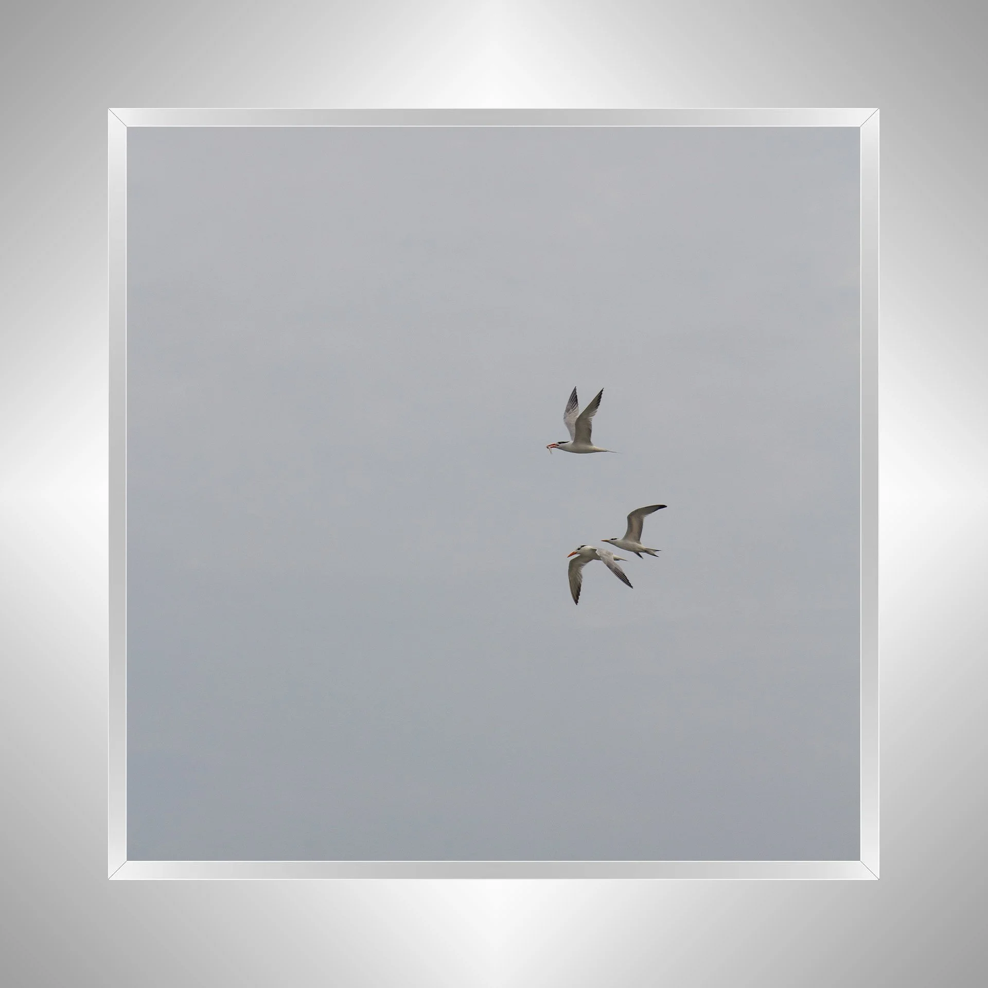 1:1 Common Tern Family Breakfast (Square)- Silver Metal.jpg