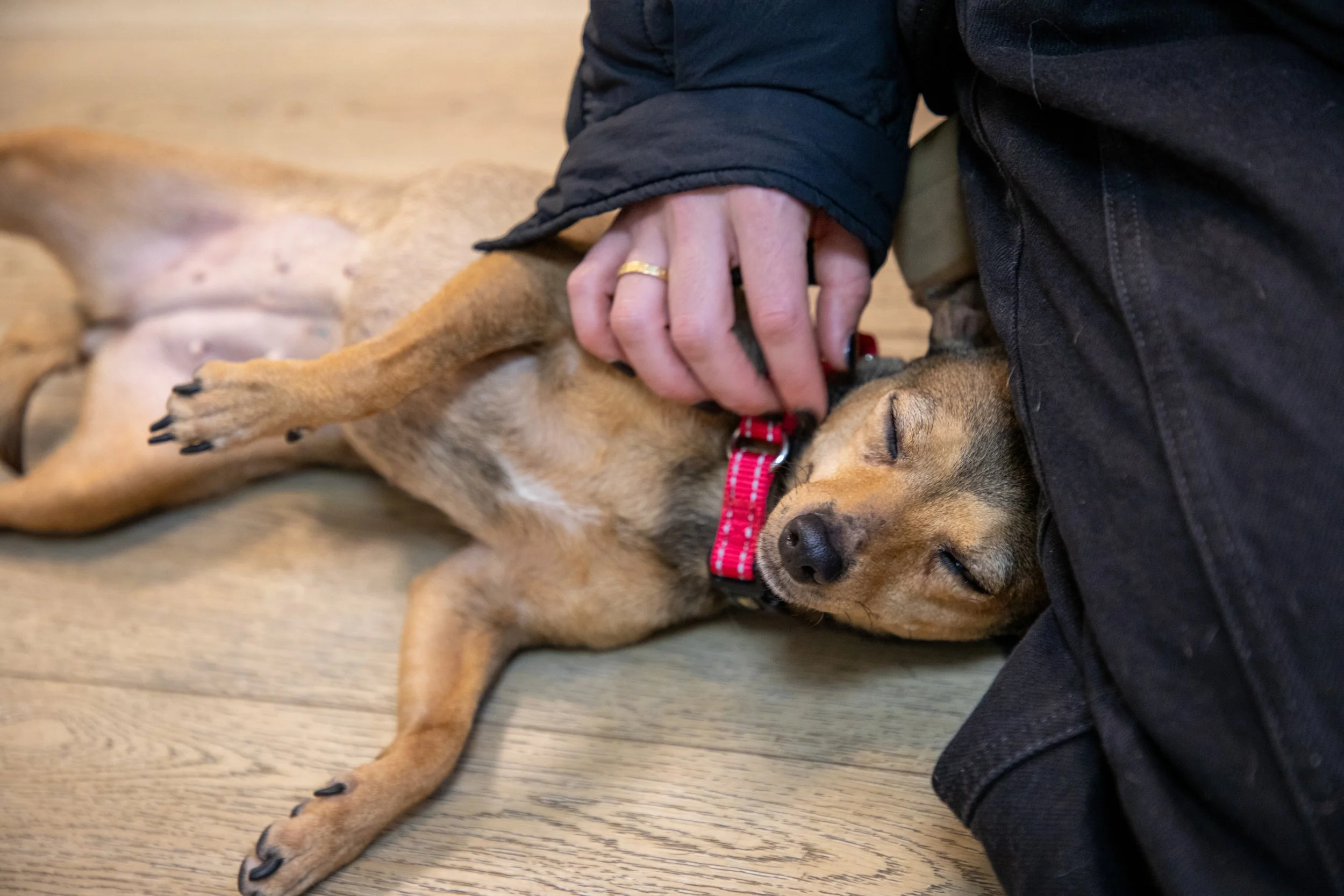 Will Locke Pet Photography- Hope For Life 12_28_2025 Chai30.jpg