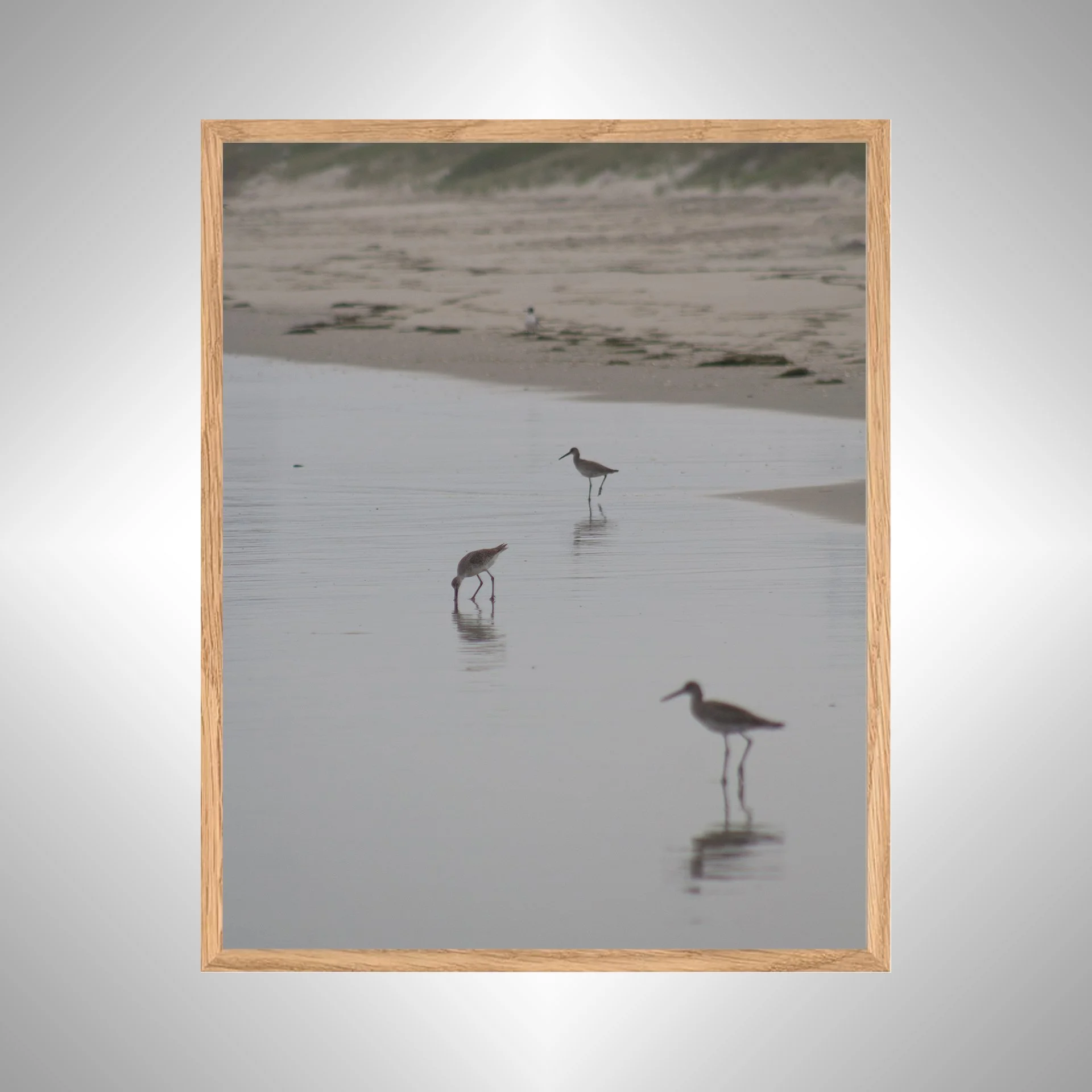 1:1 Three Willets Reflection- White copy NATTY.jpg