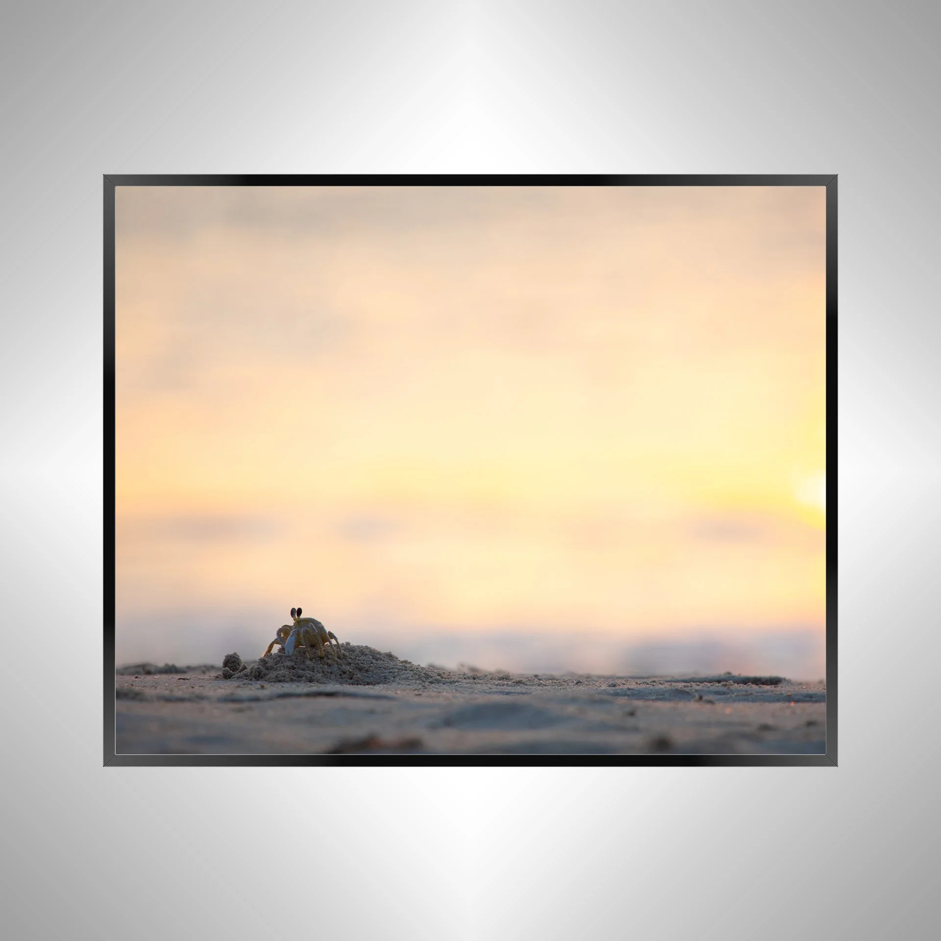 1/1 Ghost Crab at Sunrise in Duck, NC