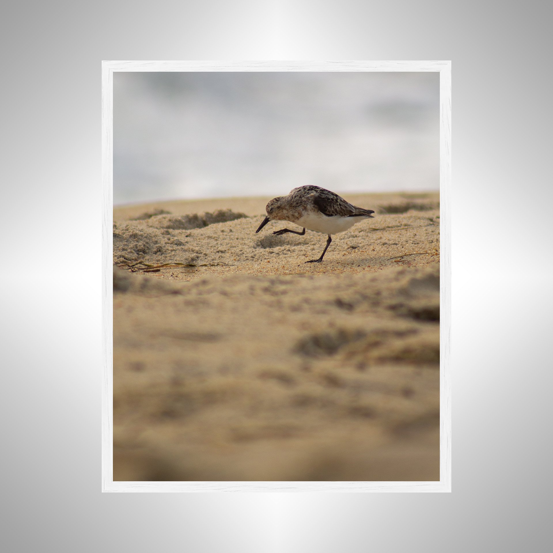 1:1 Rodanthe Sanderling Itching- White.jpg