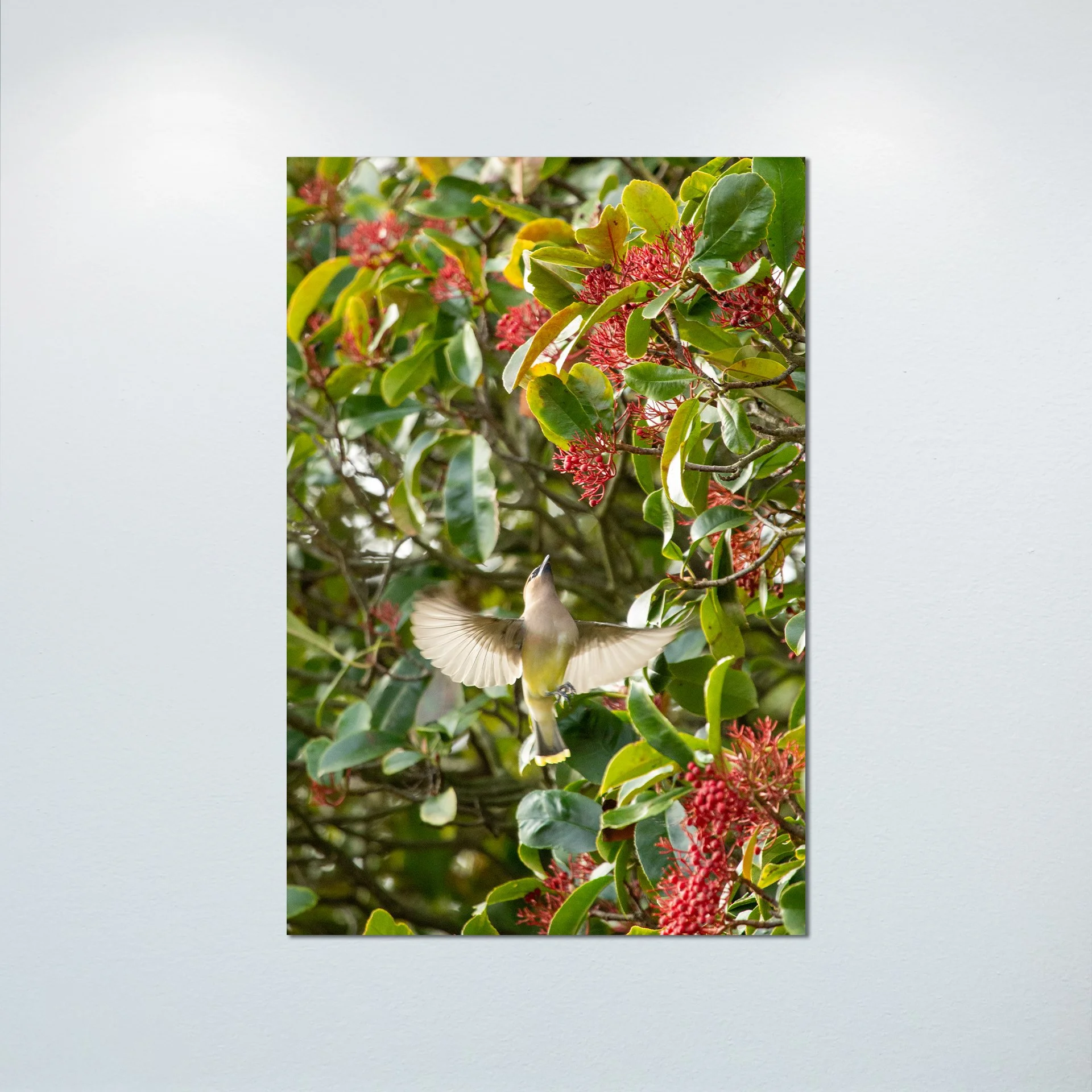 1:10 Cedar Waxwing Picking Berries- Poster & Canvas.jpg
