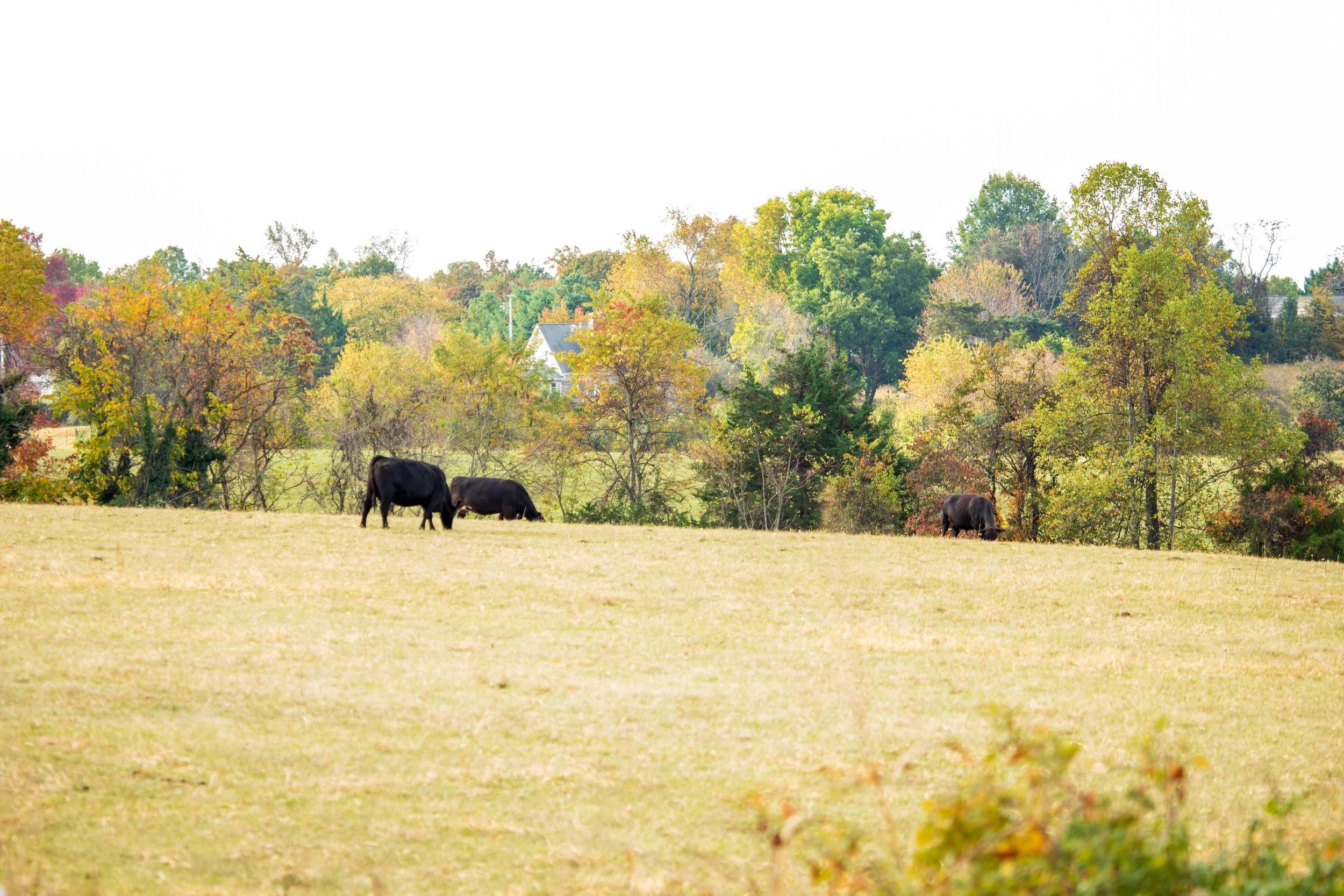 1:1 Shenandoah Grazers.jpg