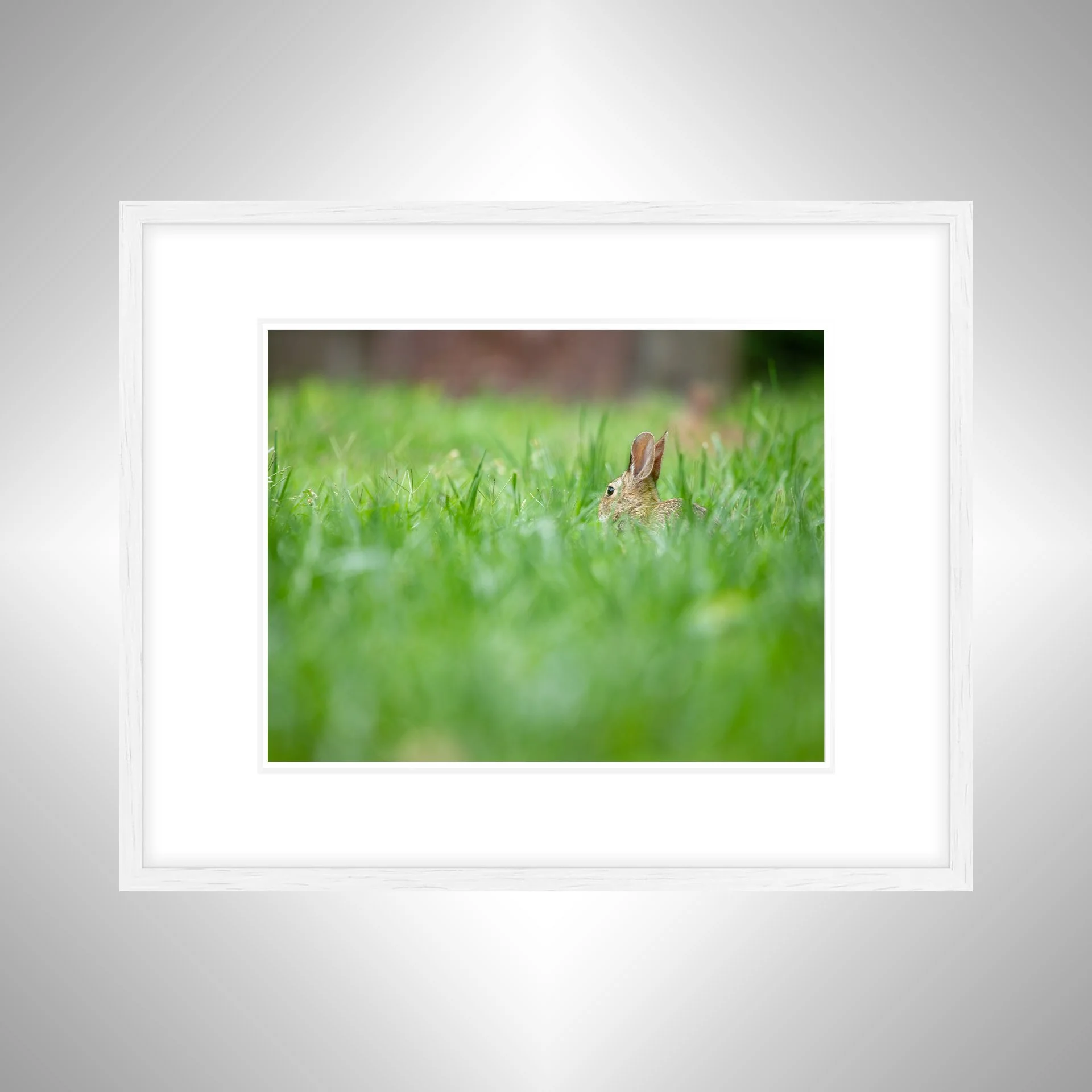 1:1 Rabbit Relaxing- White w: Border.jpg