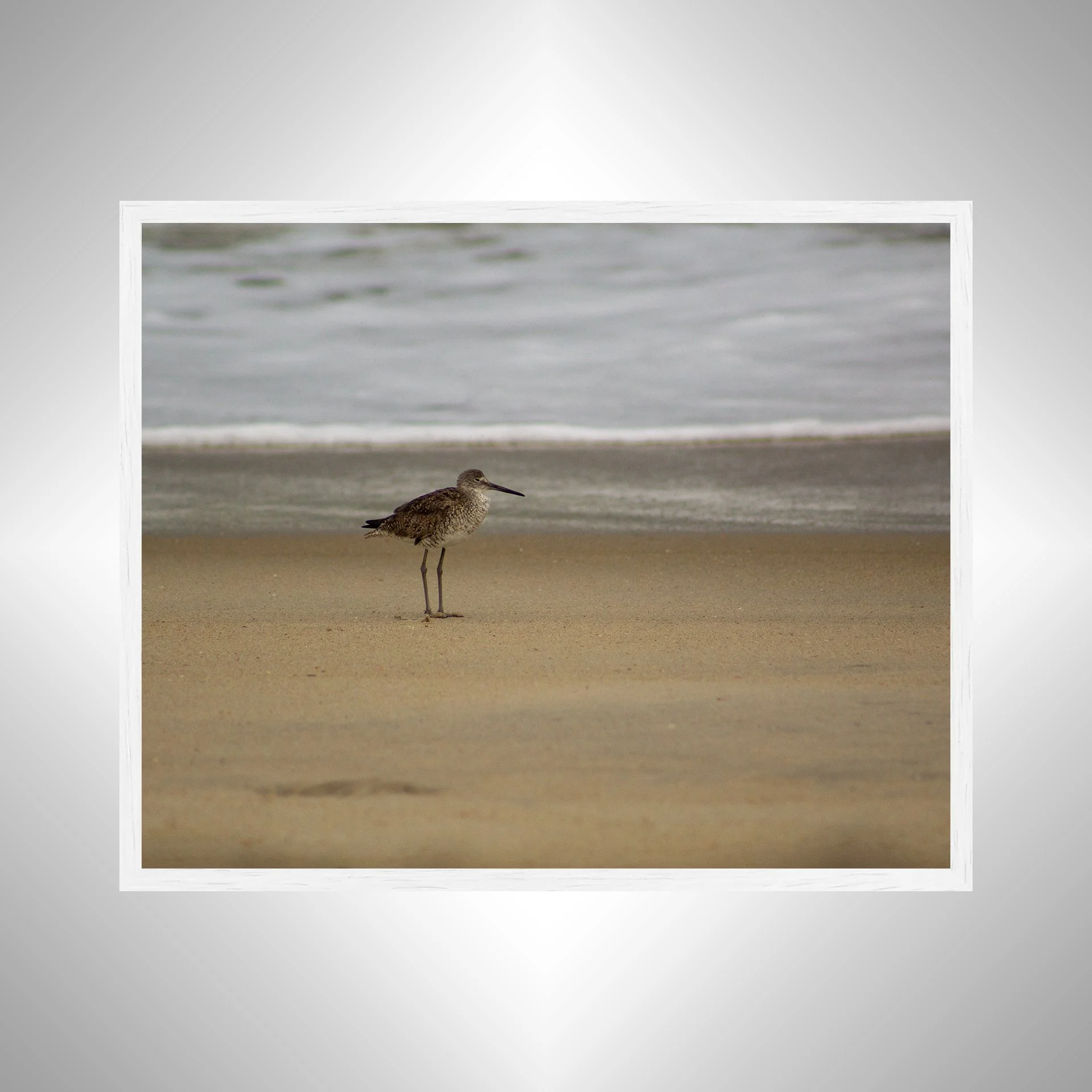 1:10 Willet on Beach-w.jpg