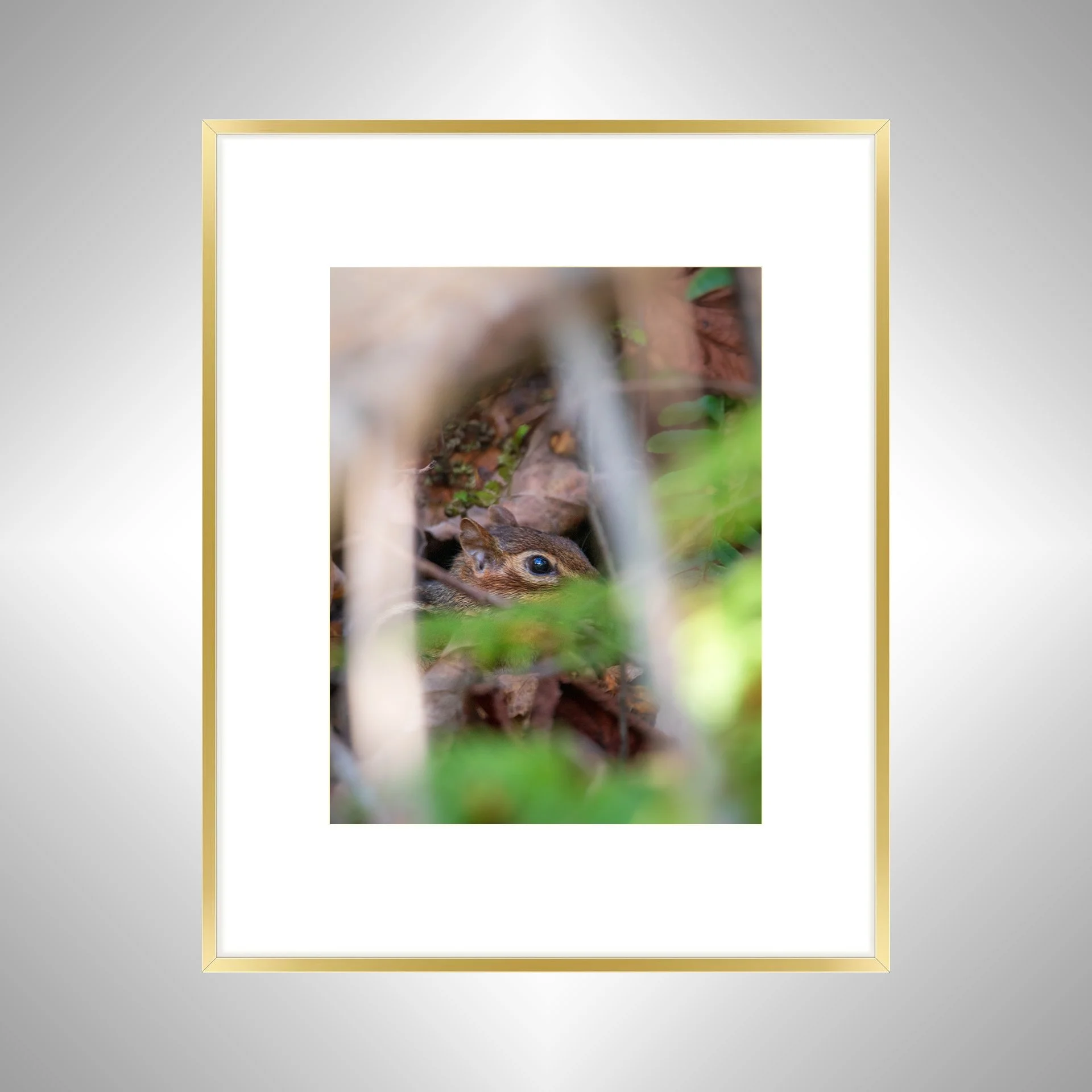 1:1 Shenandoah Mountain Chipmunk thru Foliage- Gold w: Border.jpg