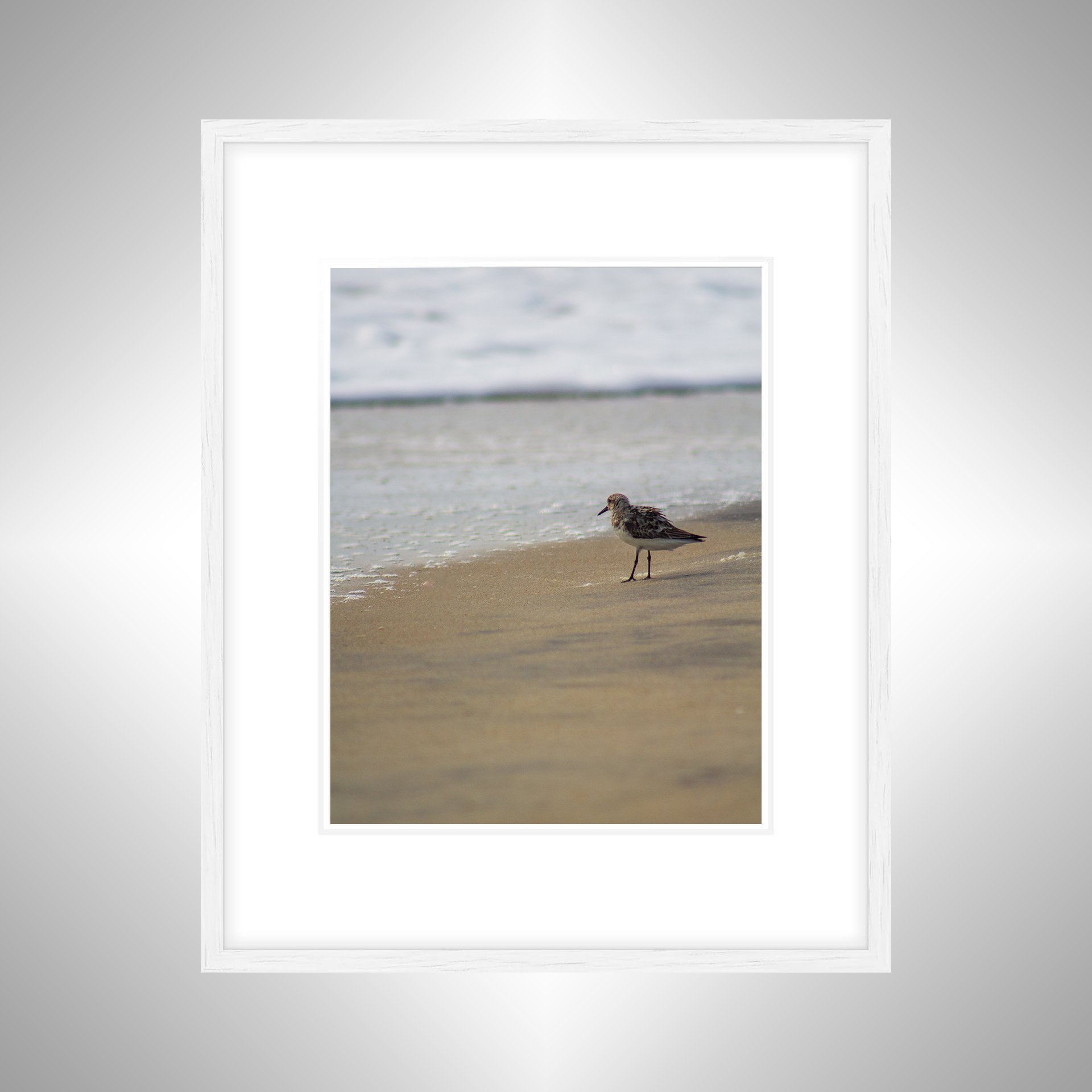 1:10 Sanderling at the Beach- White w: Border.jpg