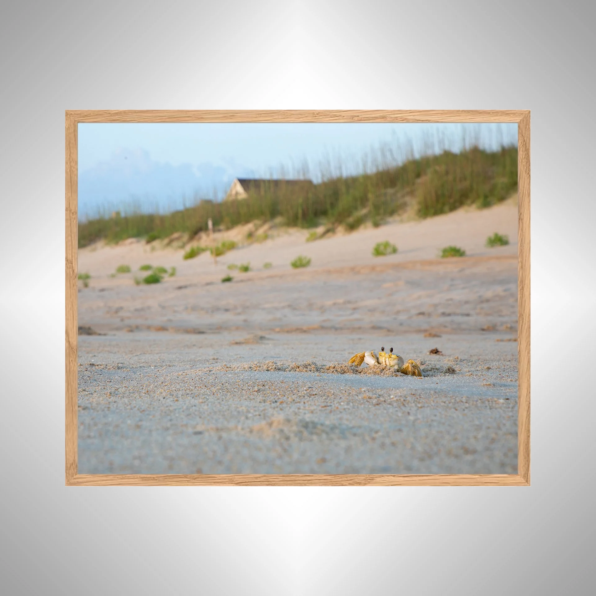 1:10 Ghost Crab Headshot- White copy NATTY.jpg