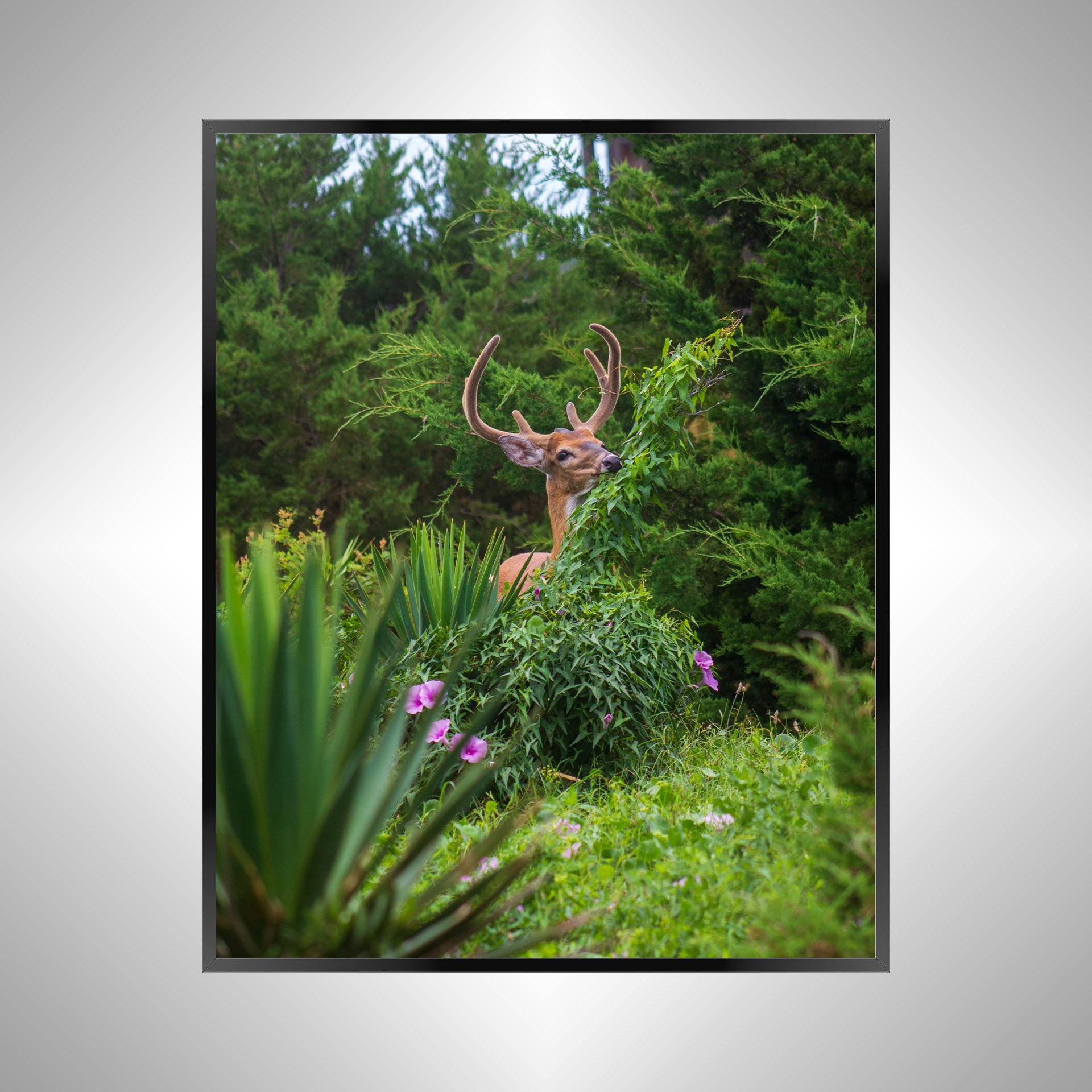 1/1 Deer Eating in Rodanthe