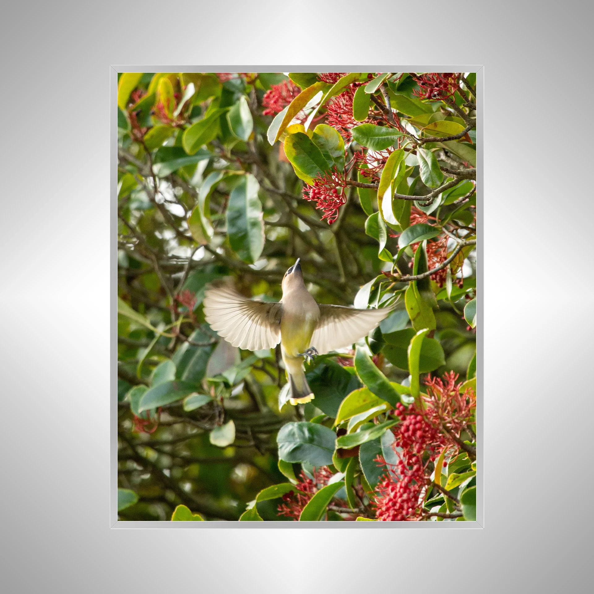 1:10 Cedar Waxwing Picking Berries- Silver.jpg
