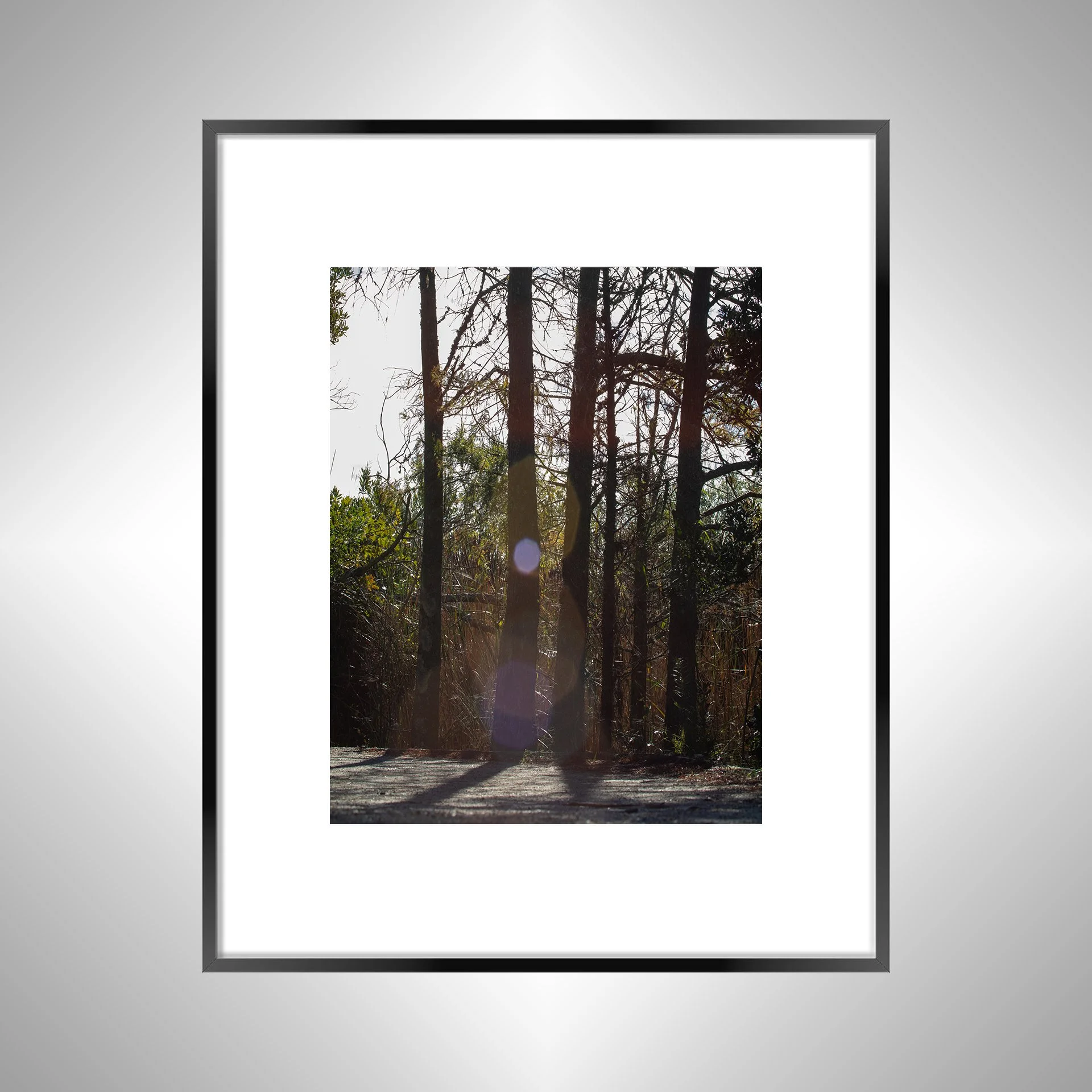 1:1 Back Bay Sun Glare & Trees- Black Metal w: Border.jpg