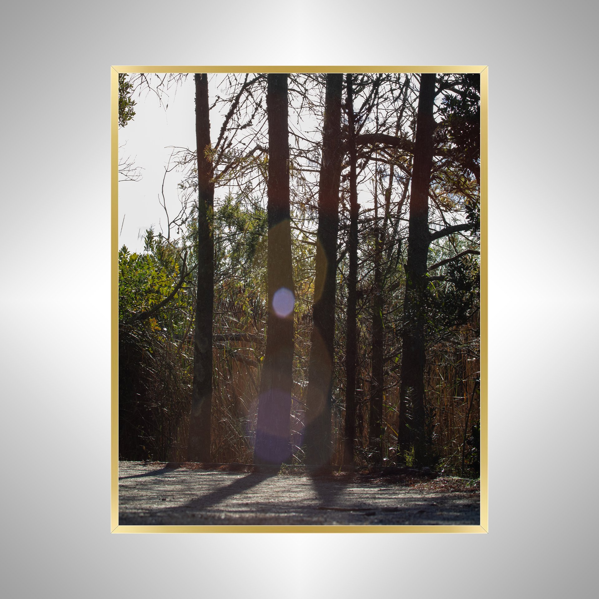 1:1 Back Bay Sun Glare & Trees- Gold Metal.jpg