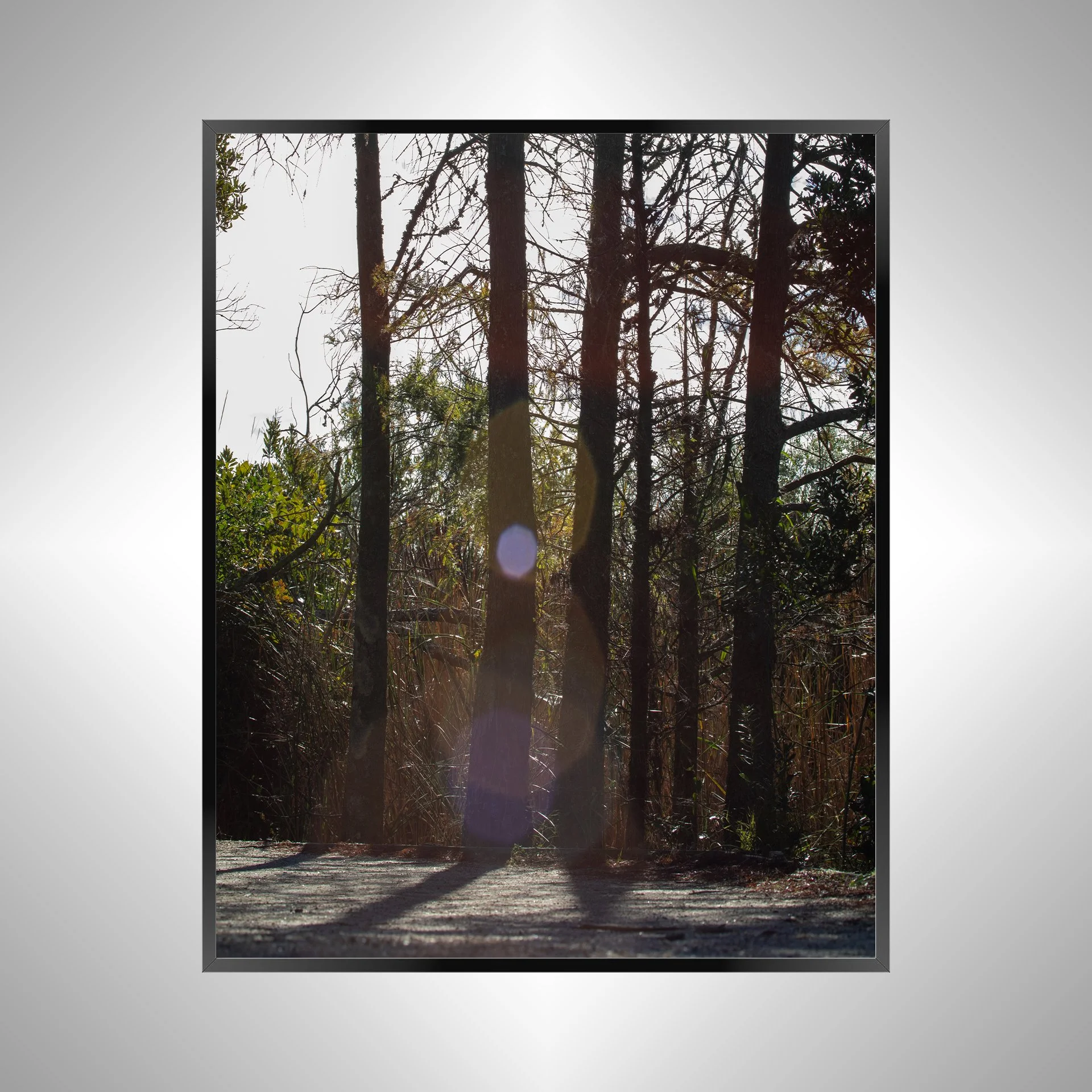 1/1 Back Bay Sun Glare & Trees