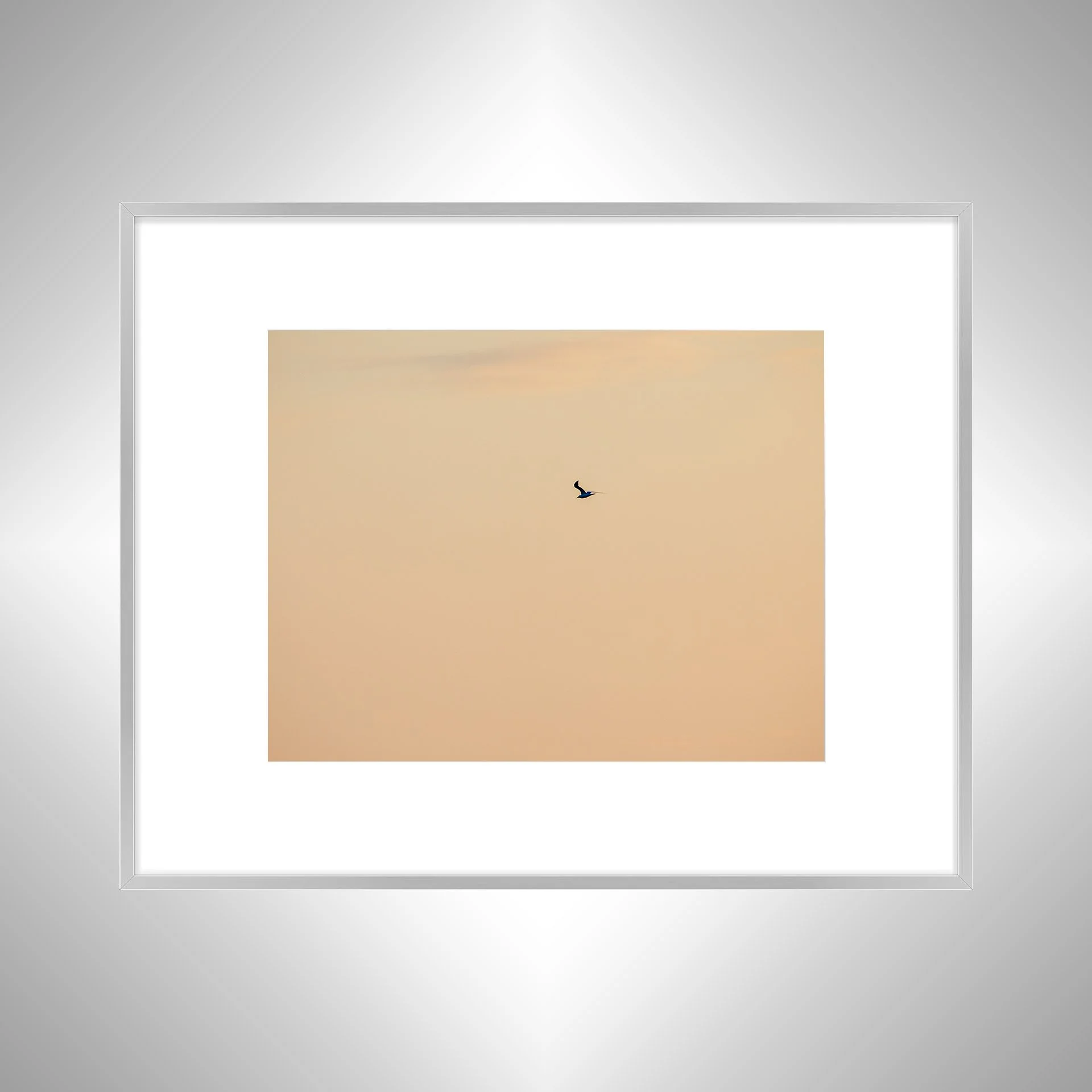 1:1 Orange Seagull- Silver w: Border.jpg