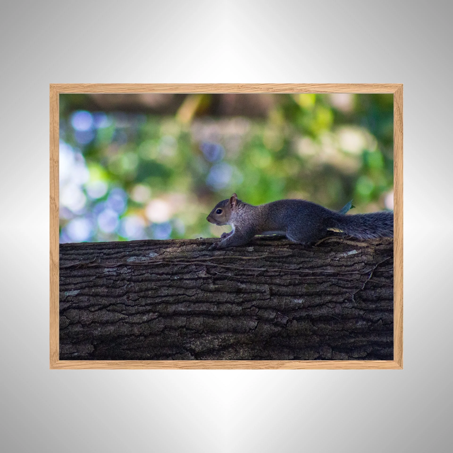 1:1 Squirrel's World- White copy NATTY.jpg