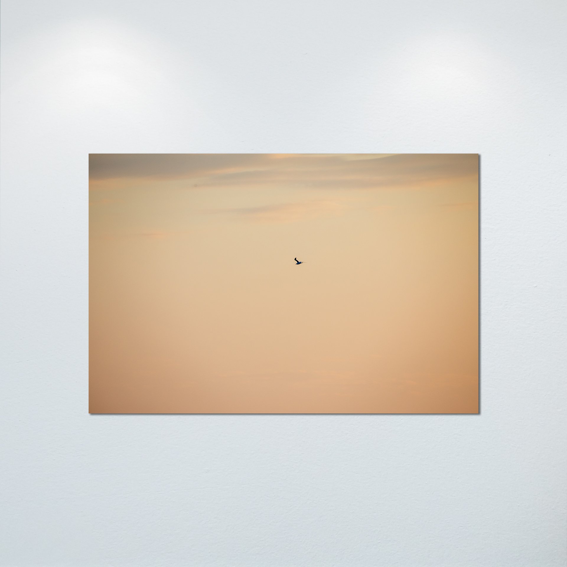 1:1 Orange Seagull- Poster & Canvas.jpg