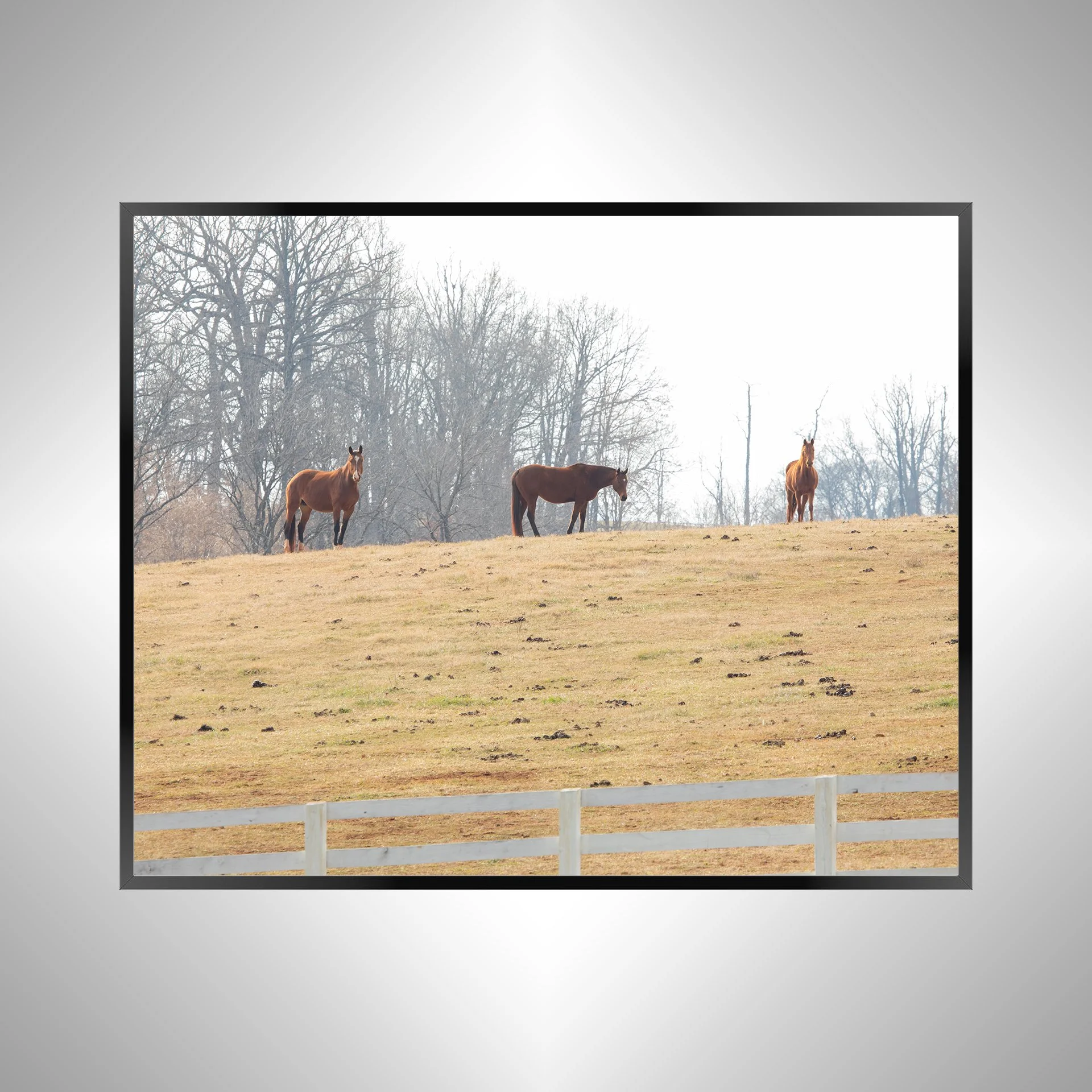 1/10 Horse Hill
