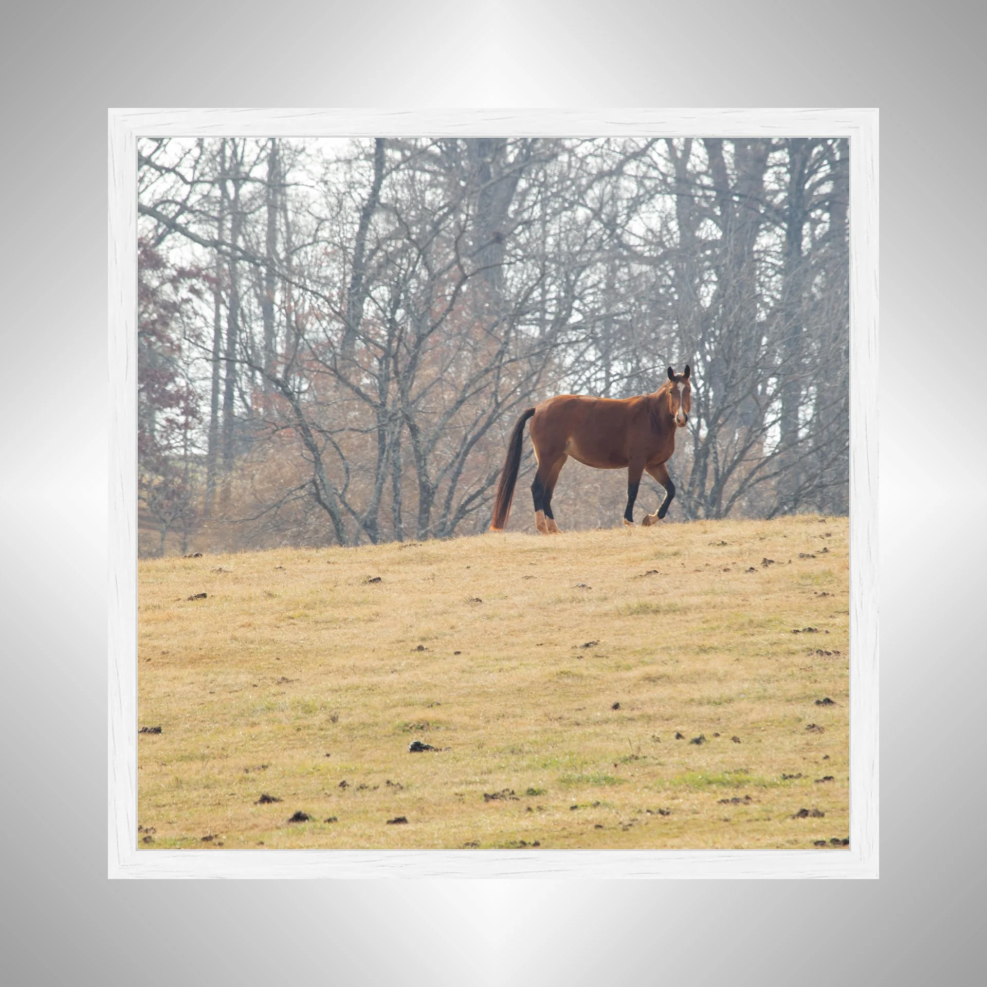 1:10 Shenandoah Horse (Square)- White Wood.jpg