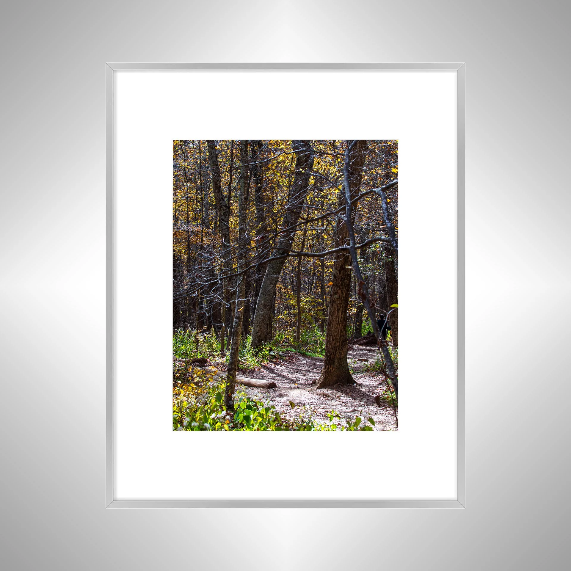 1:1 Shenandoah National Park Tree Trail- Silver w: Border.jpg