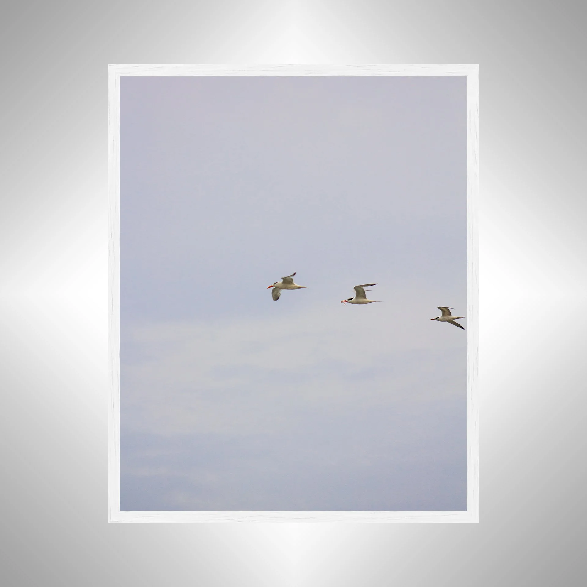 1:1 Trio of Common Tern with Fish- White.jpg