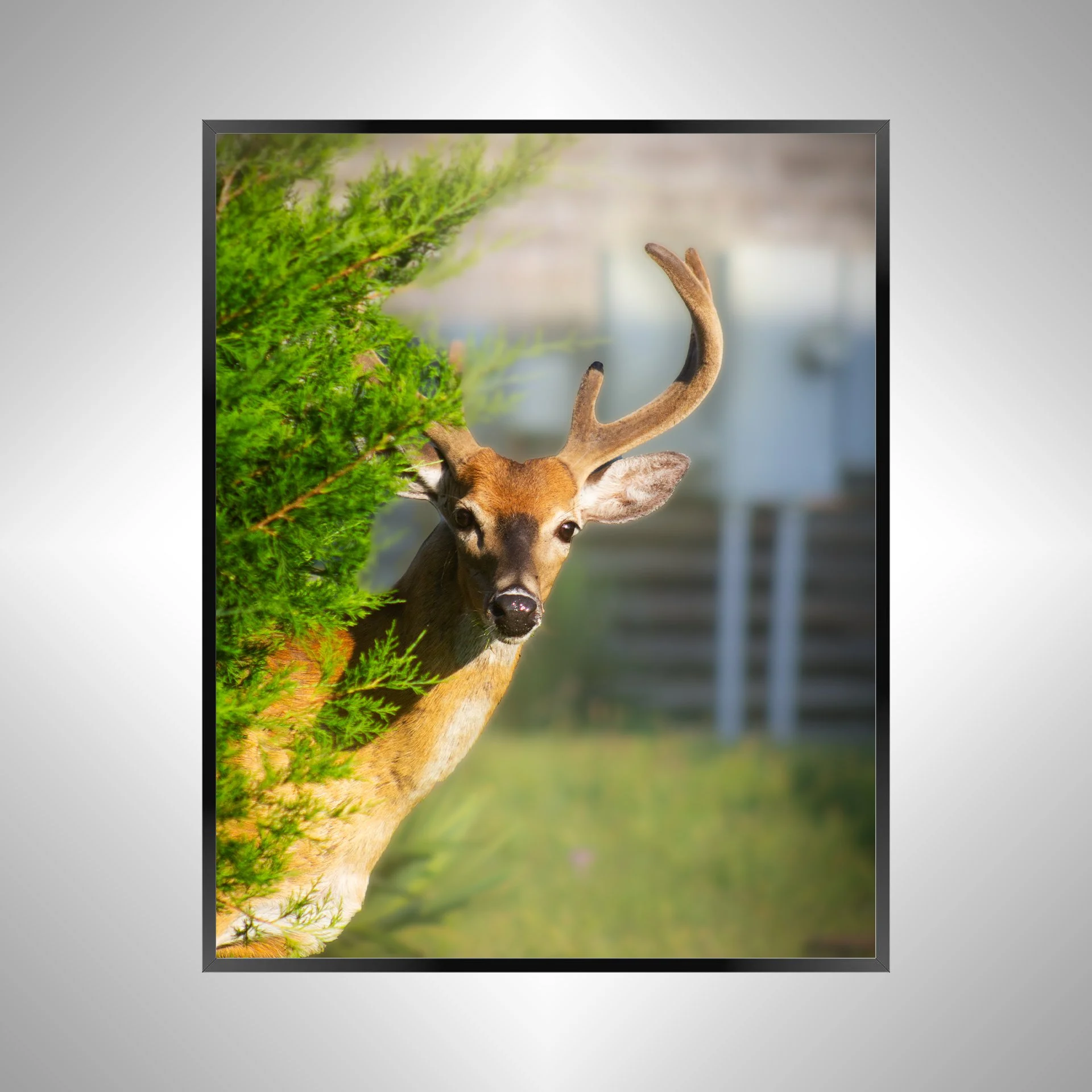1/1 Deer Peer