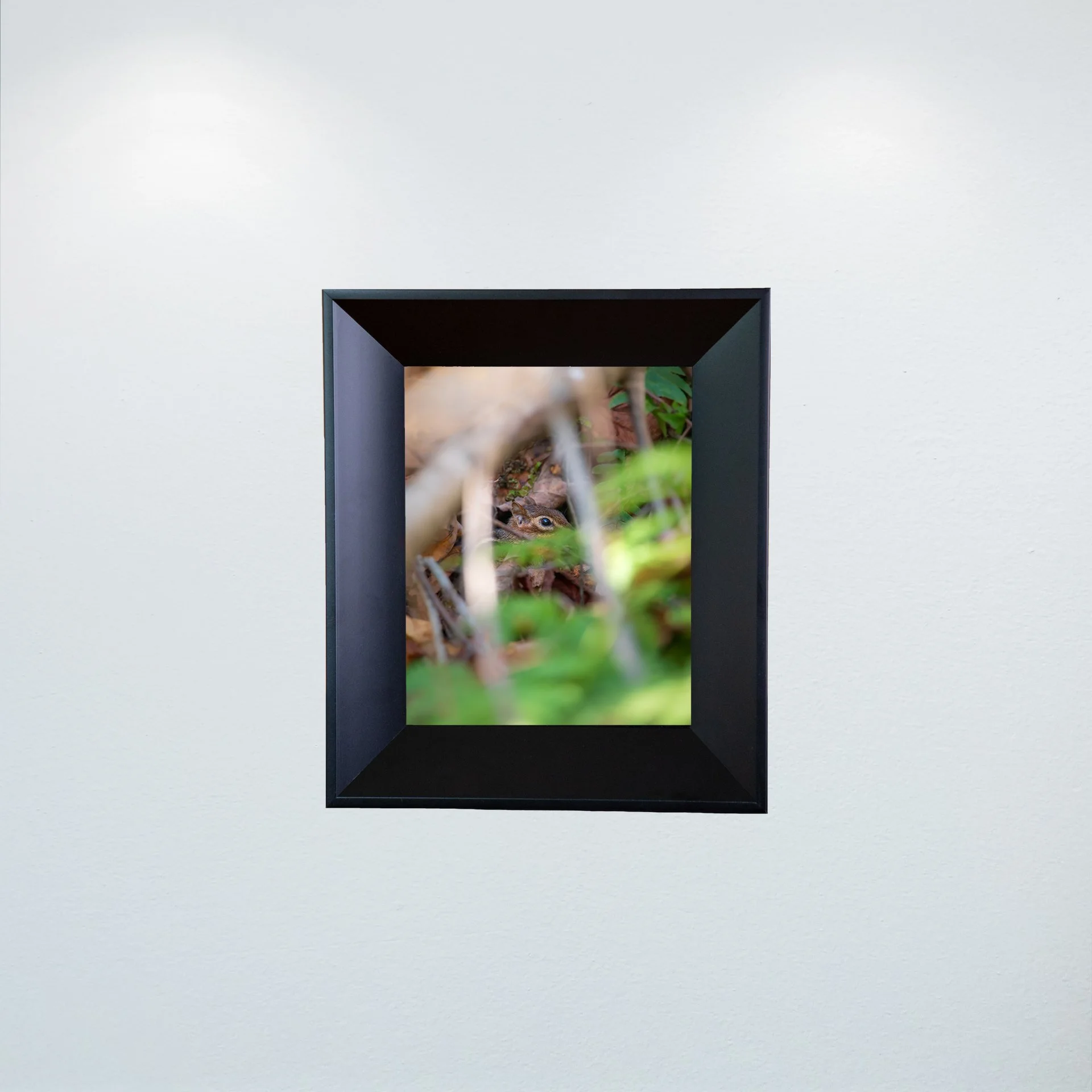 1:1 Shenandoah Mountain Chipmunk thru Foliage- Mini.jpg