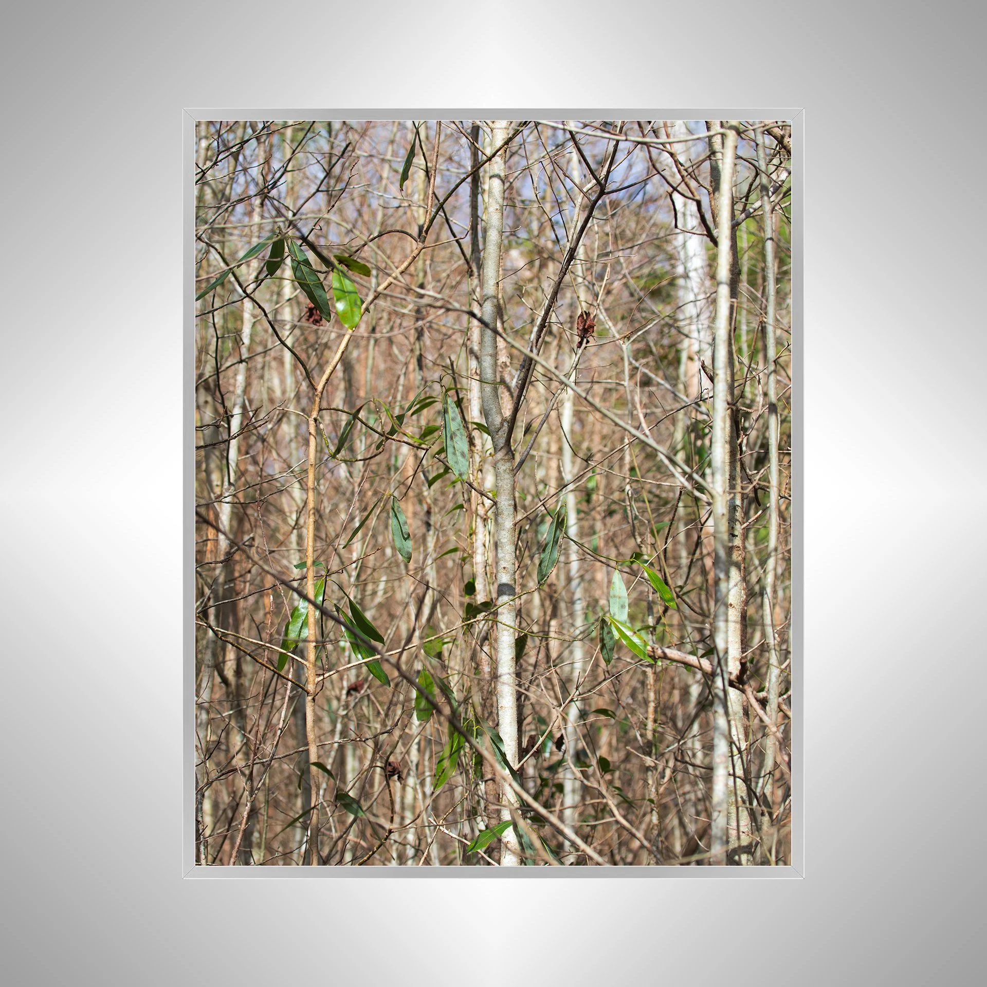 1:10 Hermitage Foliage- Silver.jpg