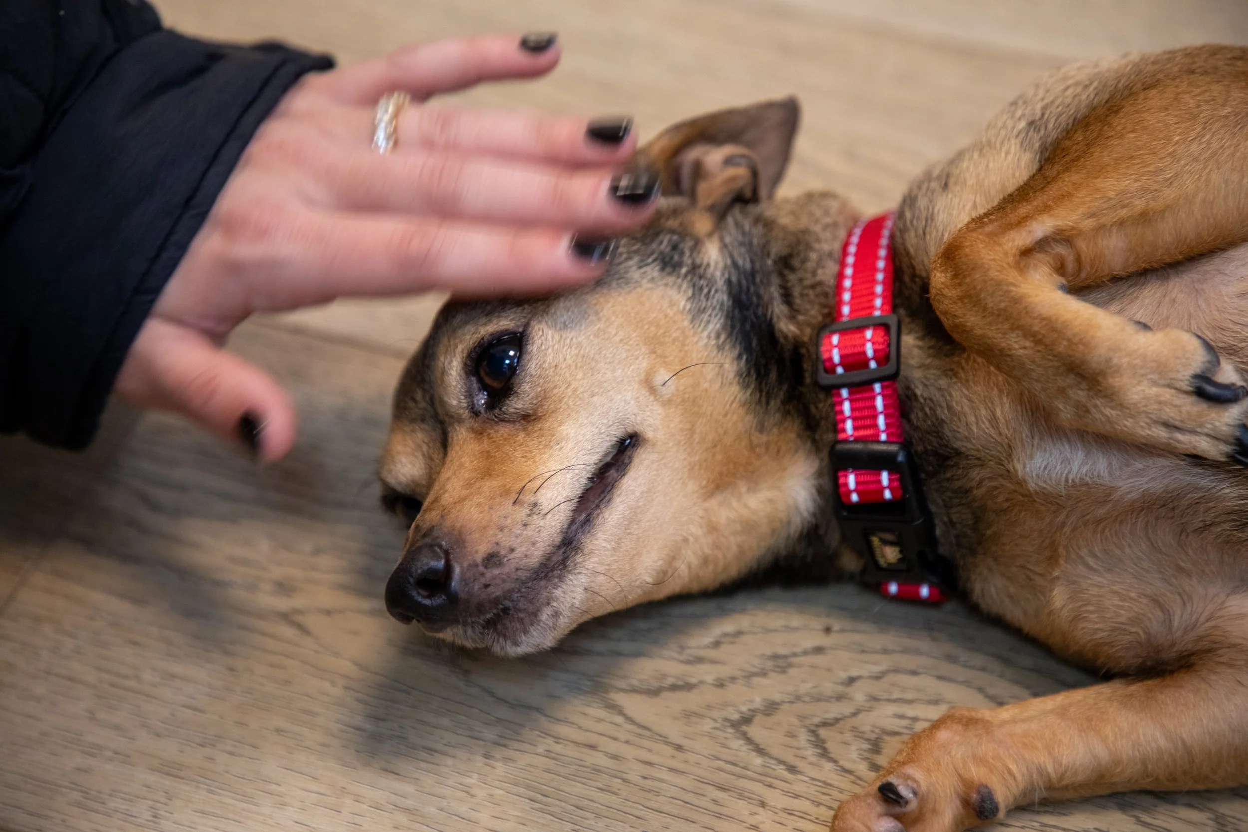 Will Locke Pet Photography- Hope For Life 12:28:2025 Chai8.jpg